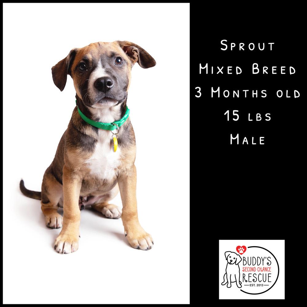 Enlarge Sprout, a Adoptable mixed breed in Amherst, NY image 3/6