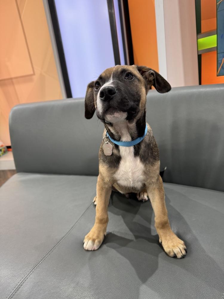 Enlarge Sprout, a Adoptable mixed breed in Amherst, NY image 4/6