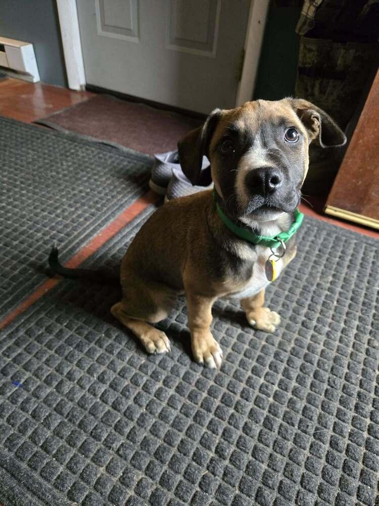 Enlarge Sprout, a Adoptable mixed breed in Amherst, NY image 5/6