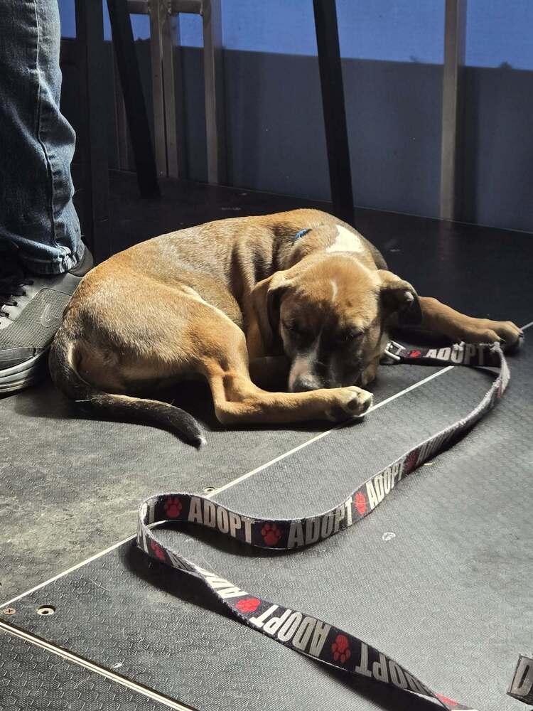 Enlarge Sprout, a Adoptable mixed breed in Amherst, NY image 6/6