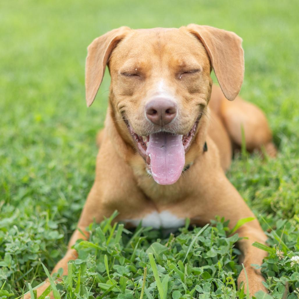 Enlarge Anna, a Adoptable mixed breed in Newark, DE image 3/6