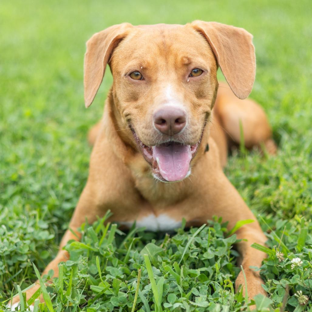 Enlarge Anna, a Adoptable mixed breed in Newark, DE image 4/6