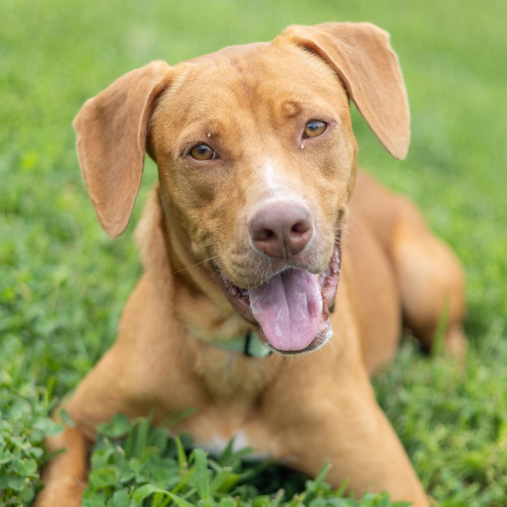 Enlarge Anna, a Adoptable mixed breed in Newark, DE image 6/6