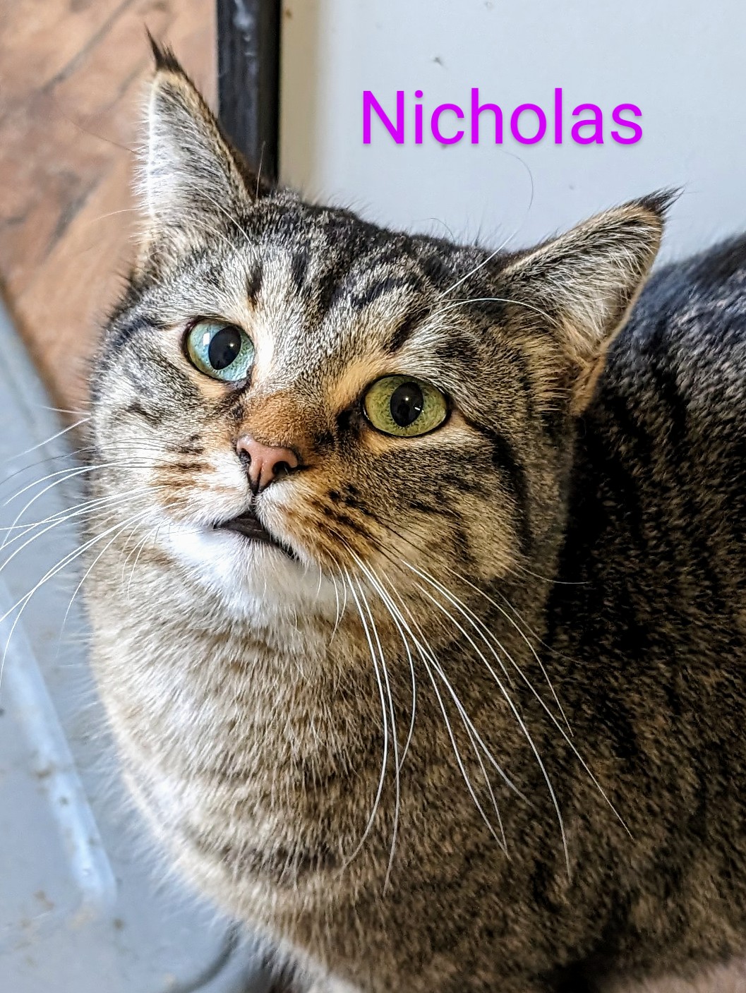 Enlarge Nicholas, a Adoptable Domestic Short Hair in Colfax, IA image 1/2