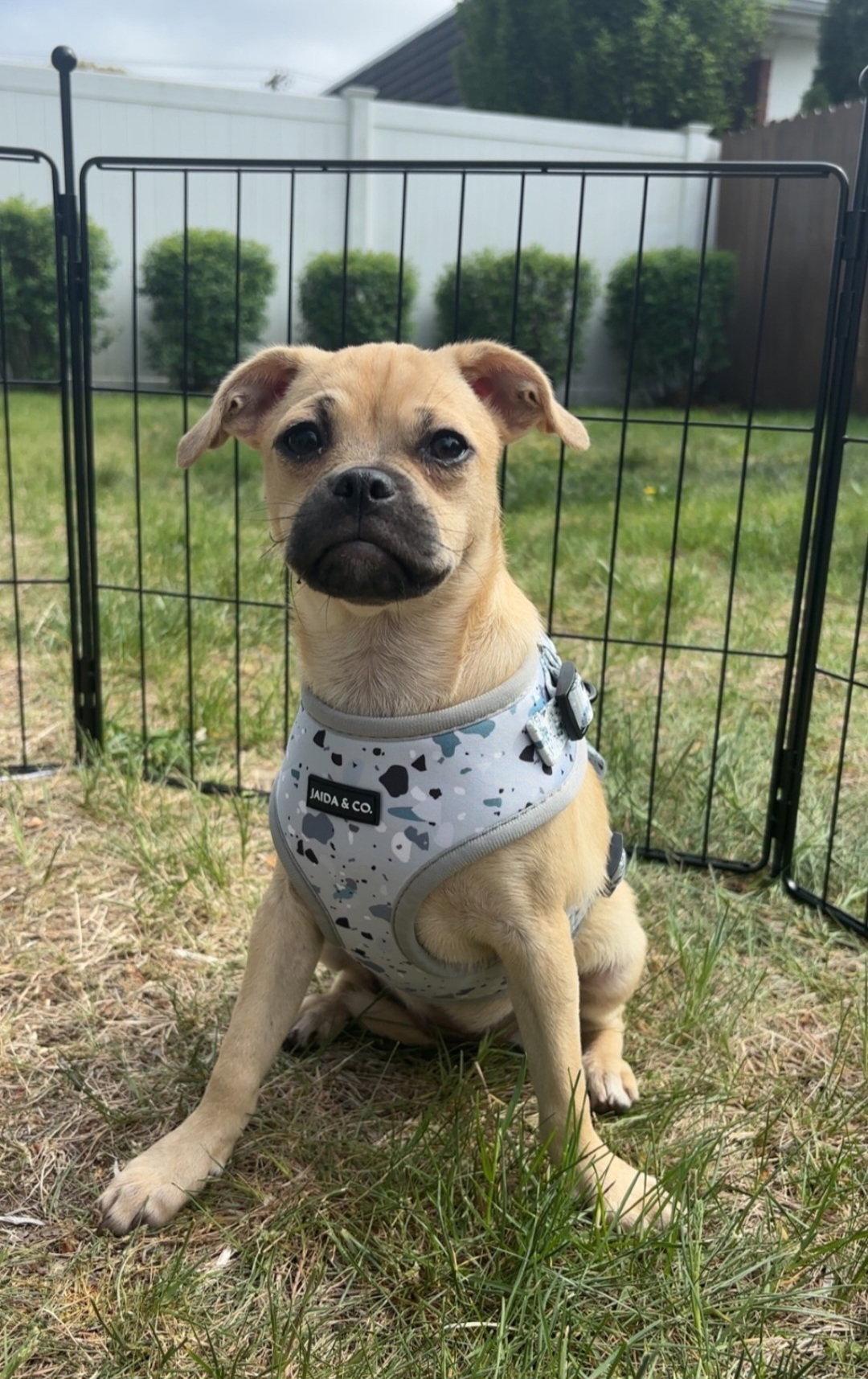 Ibizia, Adoptable, Puppy Female Pug.
