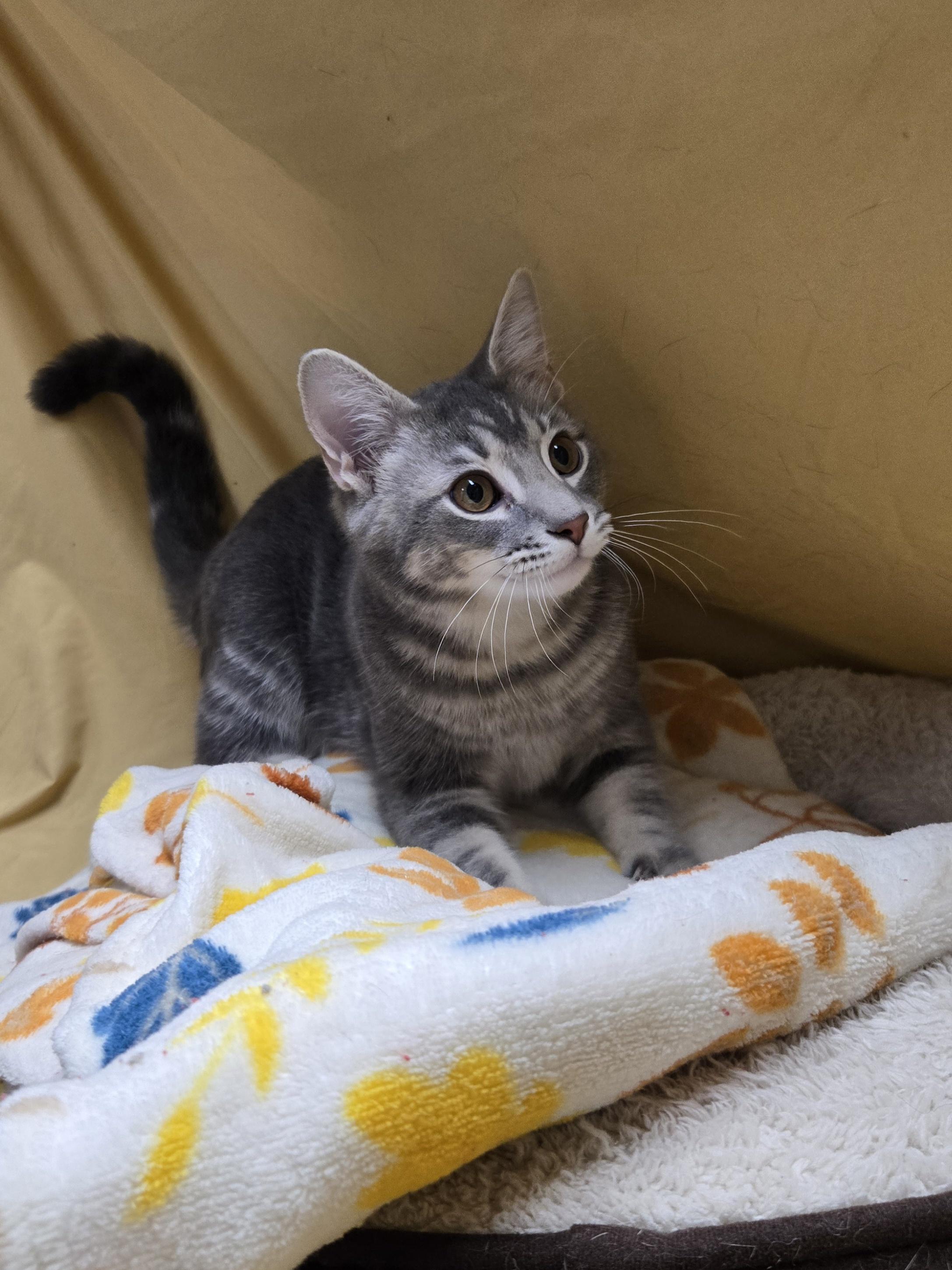 Enlarge Kota, a Adopted Domestic Short Hair in Richmond, KY image 2/6