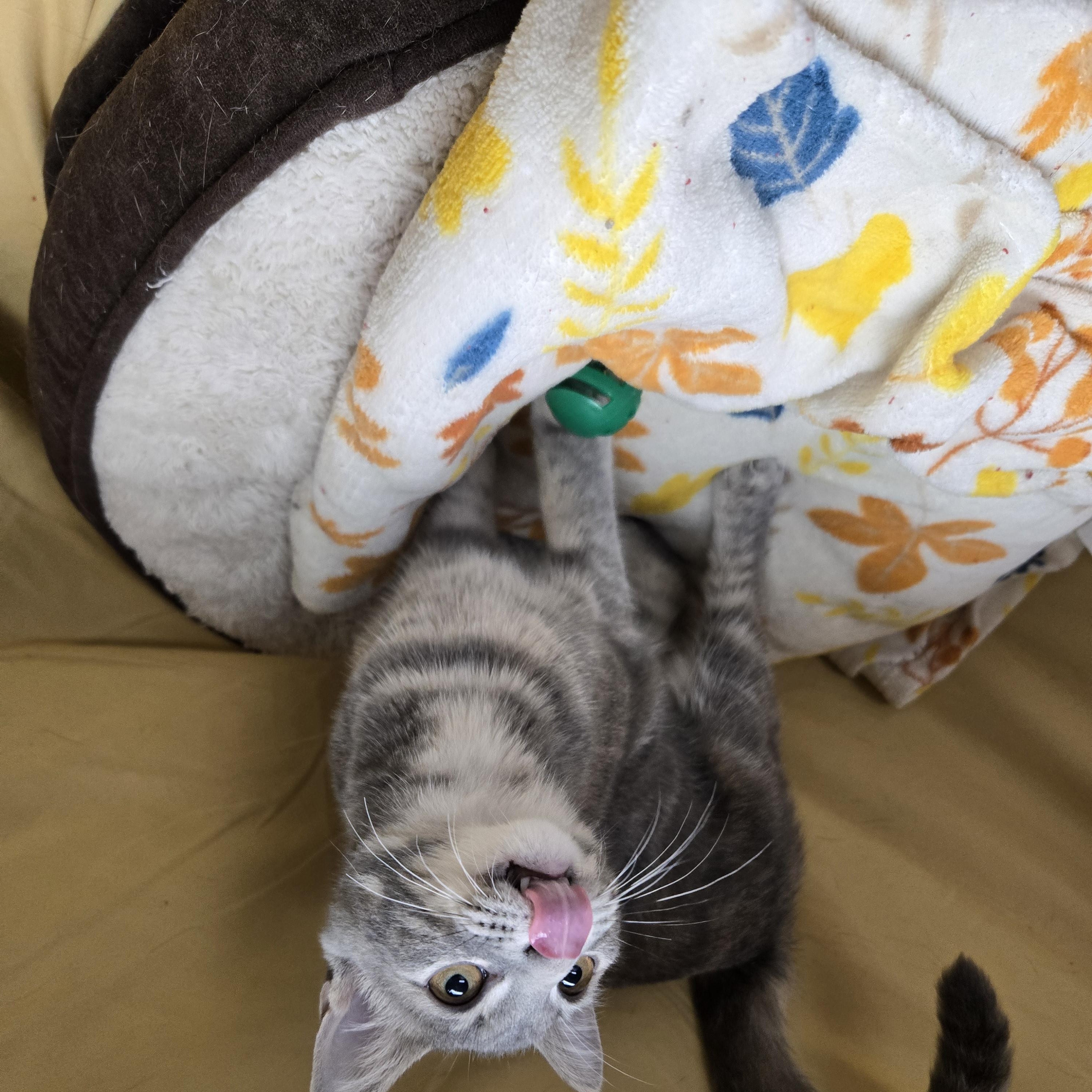Enlarge Kota, a Adopted Domestic Short Hair in Richmond, KY image 3/6