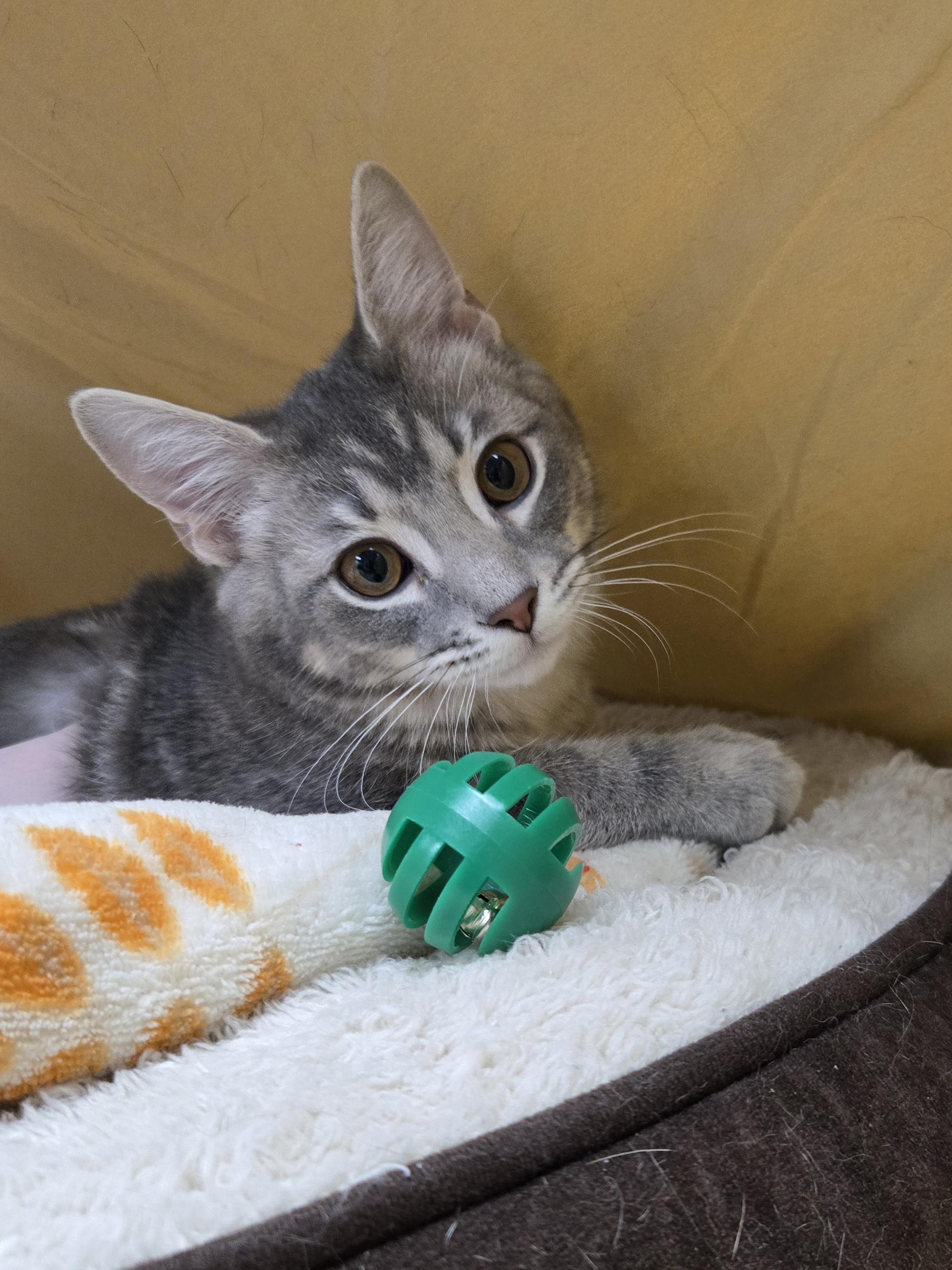Kota, Adopted, Kitten Male Domestic Short Hair.