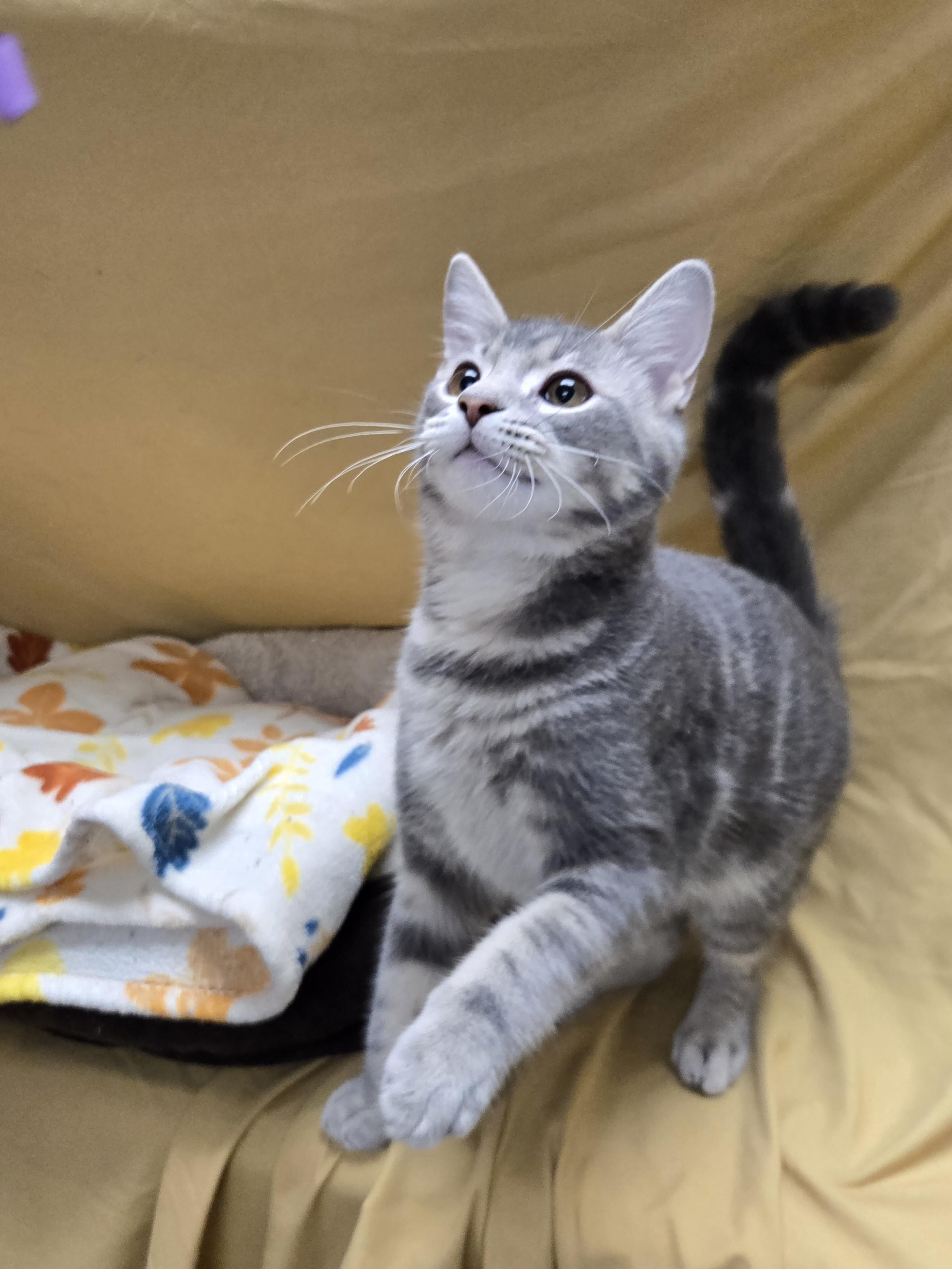 Enlarge Kota, a Adopted Domestic Short Hair in Richmond, KY image 4/6