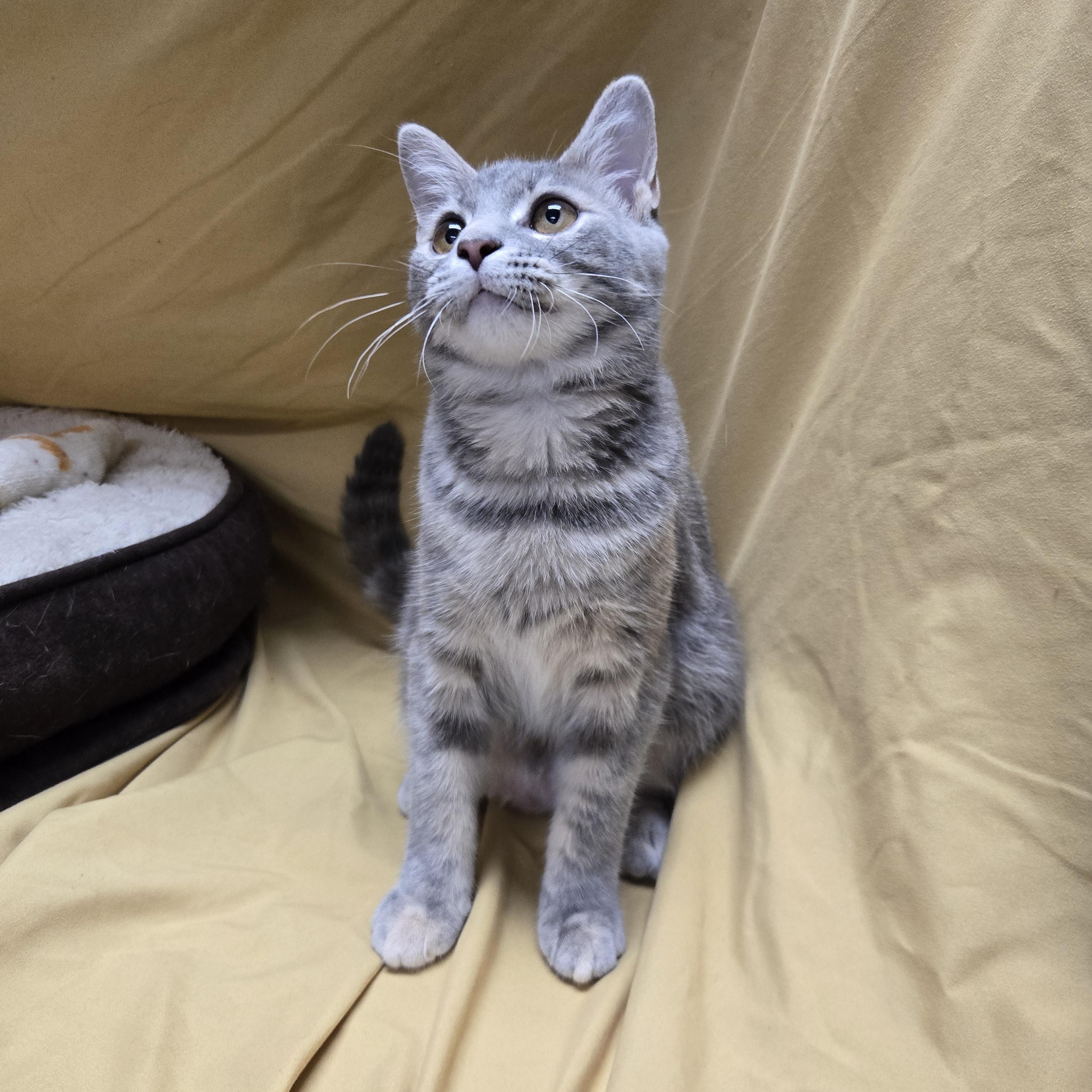 Enlarge Kota, a Adopted Domestic Short Hair in Richmond, KY image 5/6