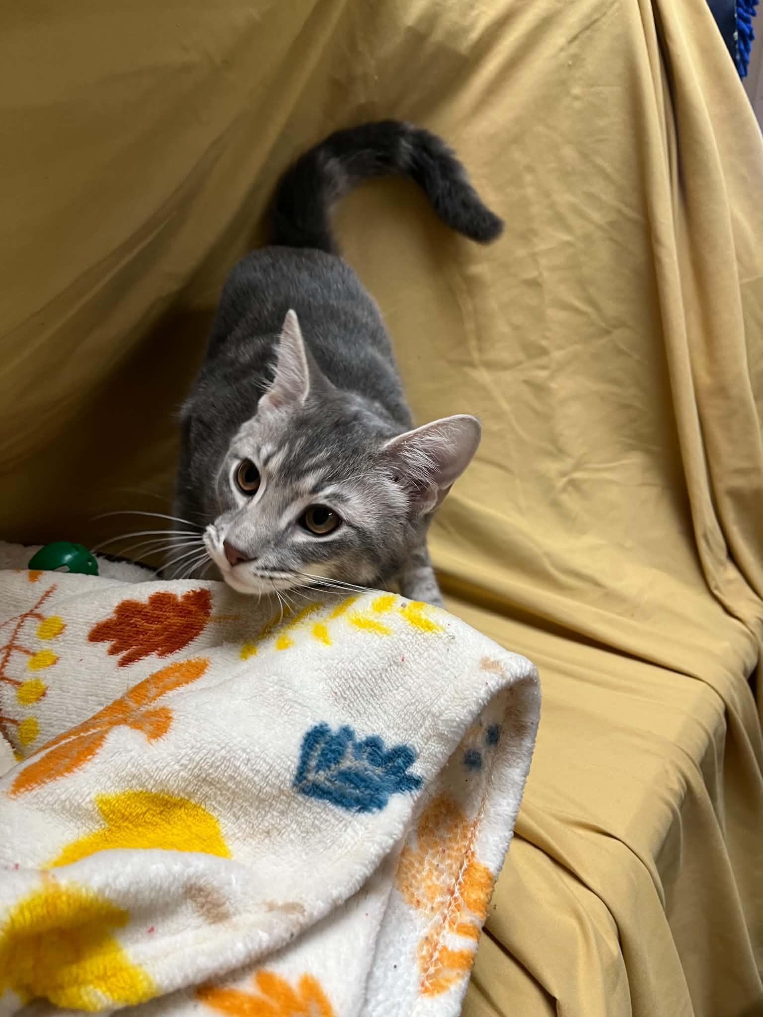 Enlarge Kota, a Adopted Domestic Short Hair in Richmond, KY image 6/6
