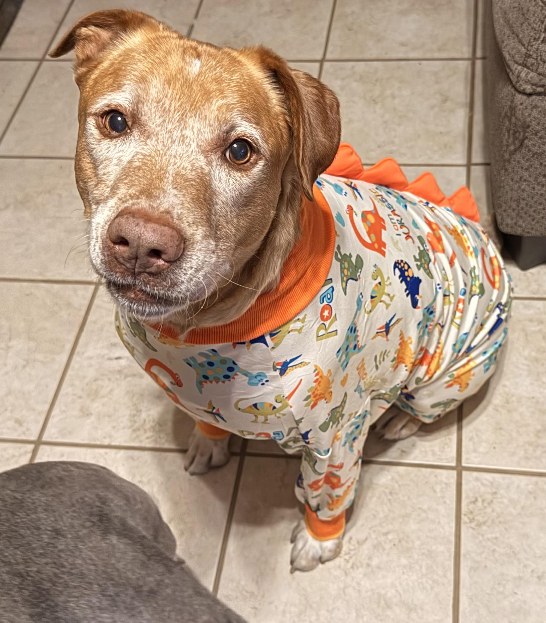 Enlarge Coby, a Adoptable mixed breed in Mesquite, TX image 4/6