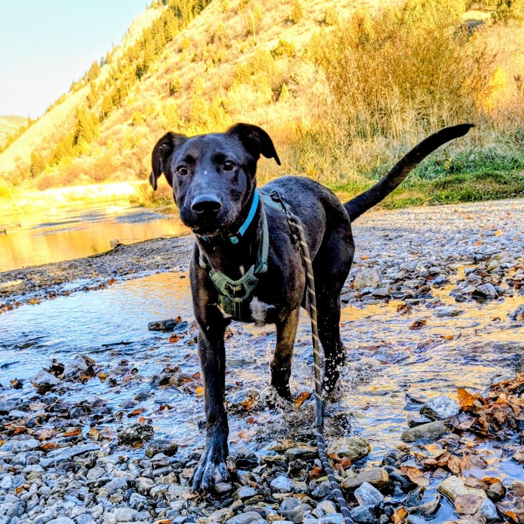 Beetlejuice, Adoptable, Young Male Belgian Shepherd / Malinois & Husky.