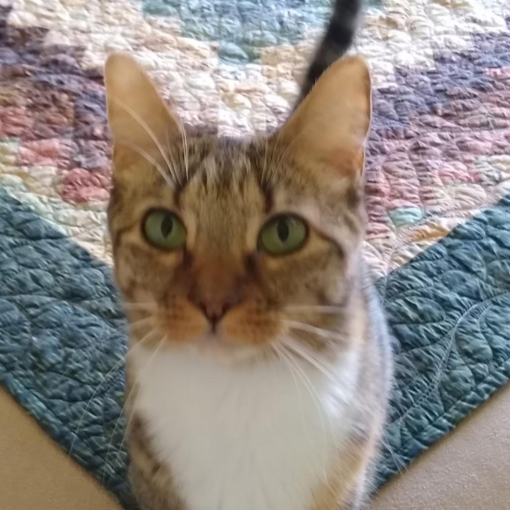 Jelly, Adoptable, Adult Female Domestic Short Hair.