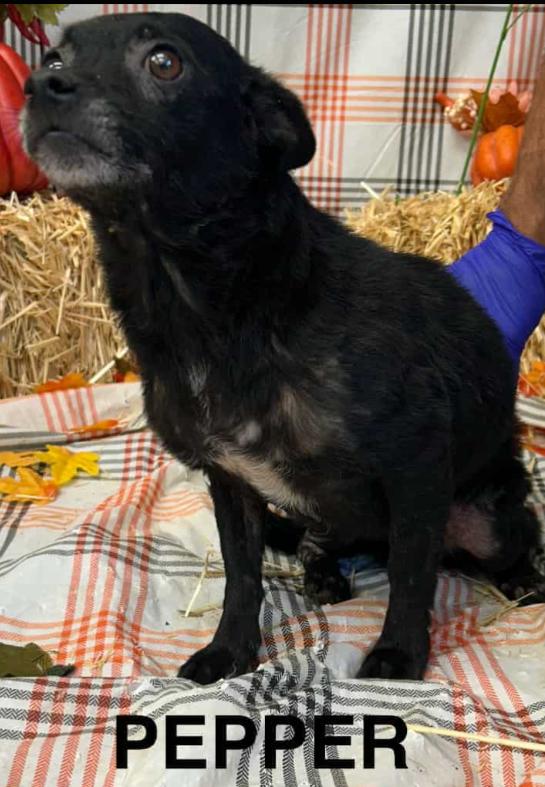 Pepper In La thumbnail 2