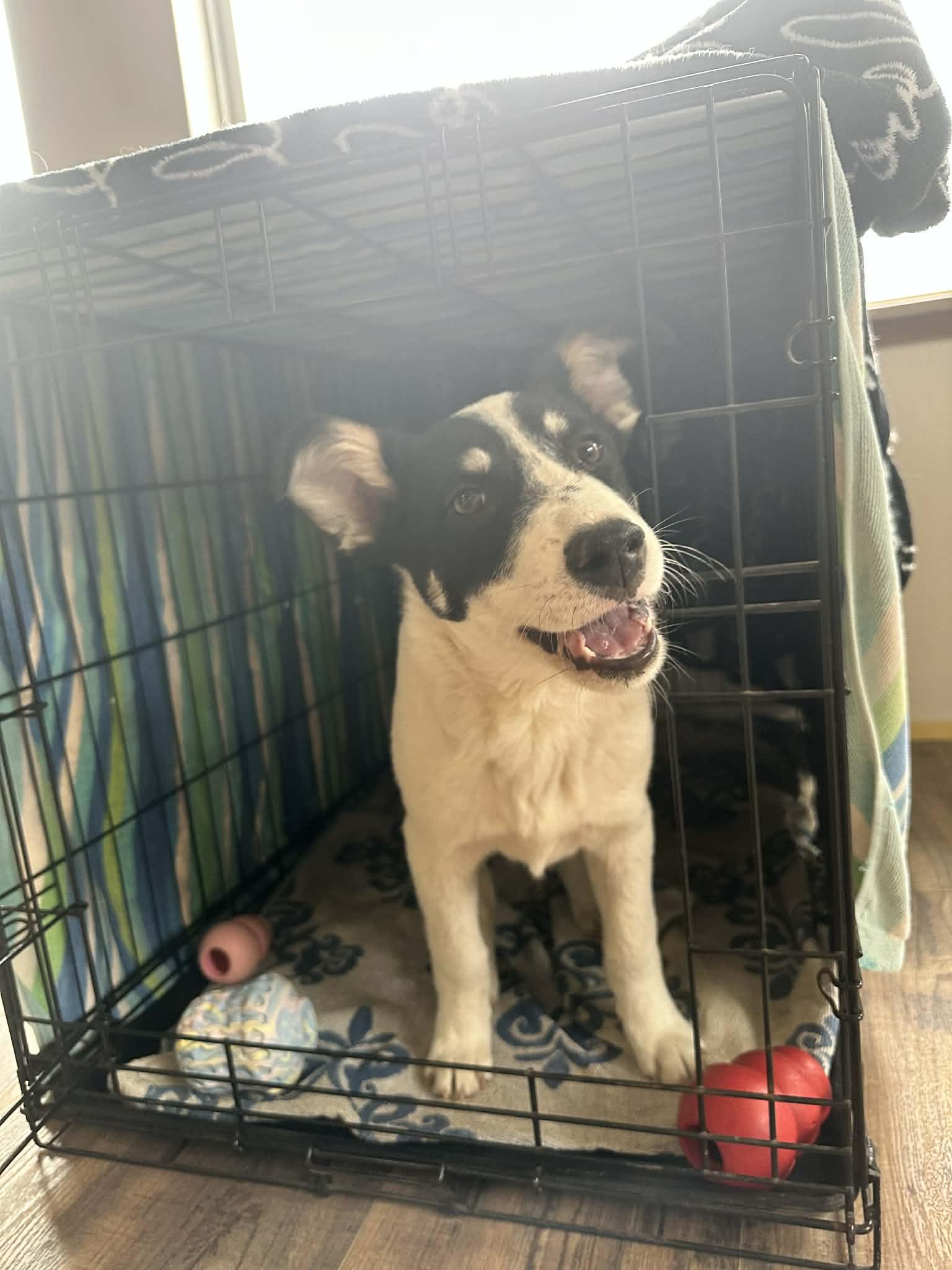 Edgar, ADOPTABLE, Puppy Male Australian Cattle Dog / Blue Heeler.