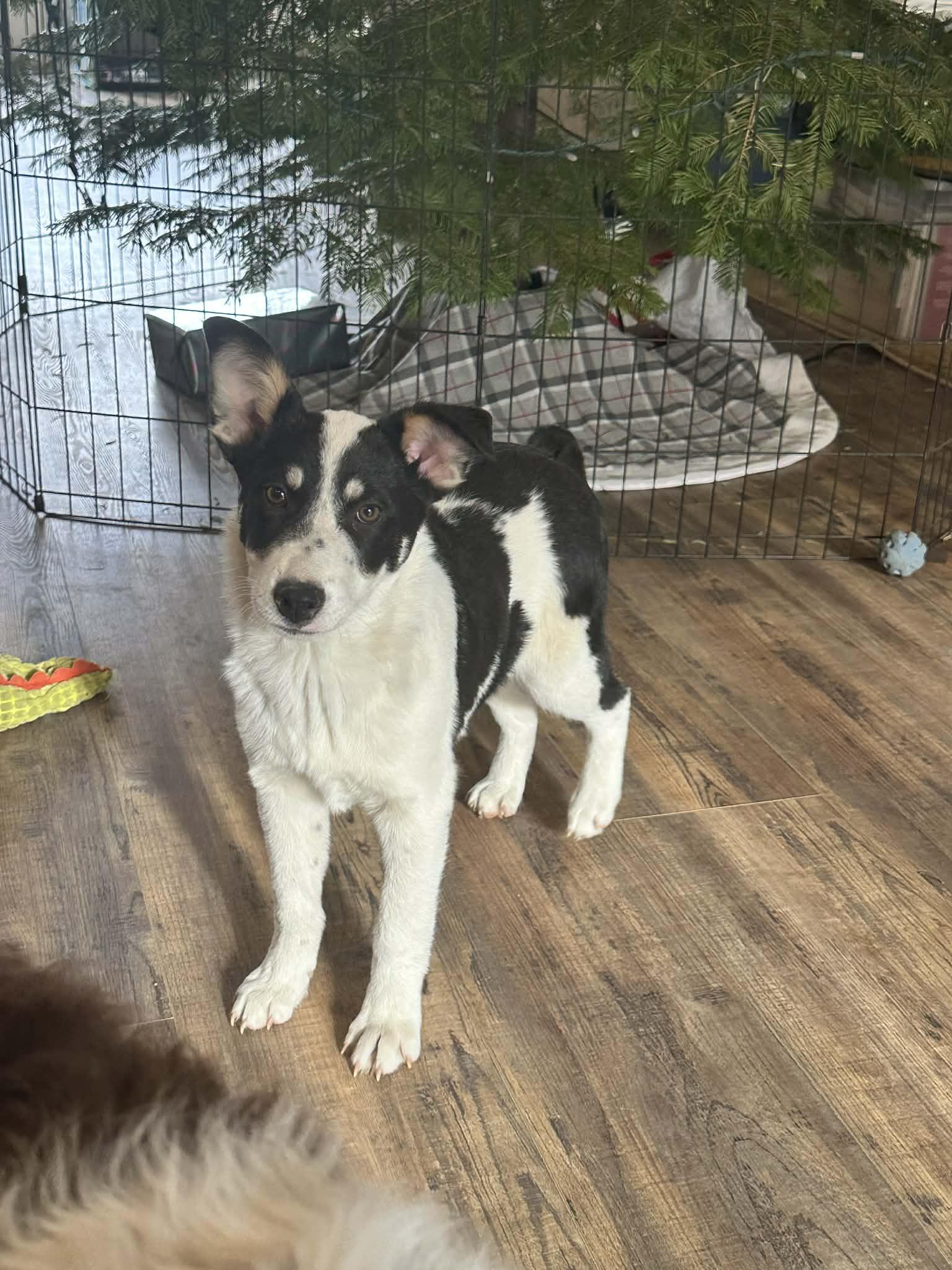 Edgar, a ADOPTABLE mixed breed image 2/2