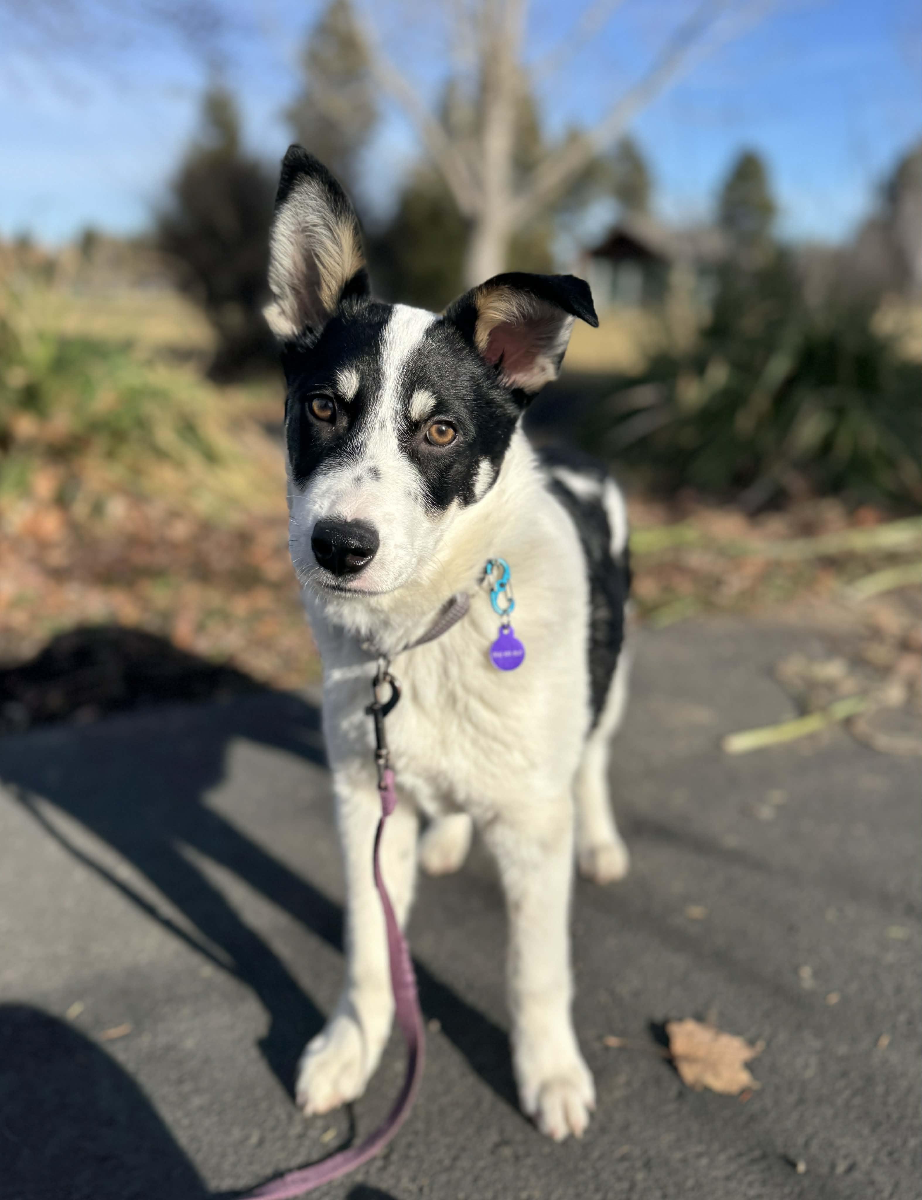 Edgar, ADOPTABLE, Puppy Male Australian Cattle Dog / Blue Heeler.
