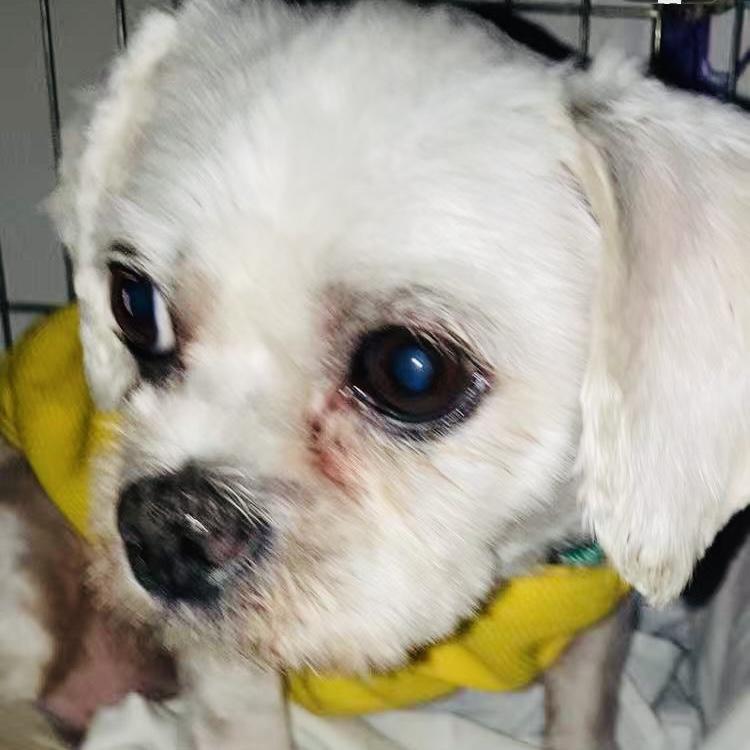 Enlarge Remy, a Adoptable mixed breed in Van Nuys, CA image 2/4