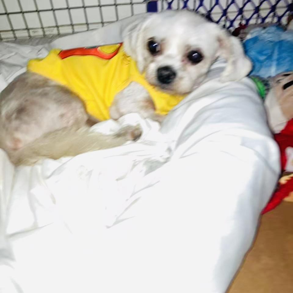 Remy, Adoptable, Adult Male Chihuahua.