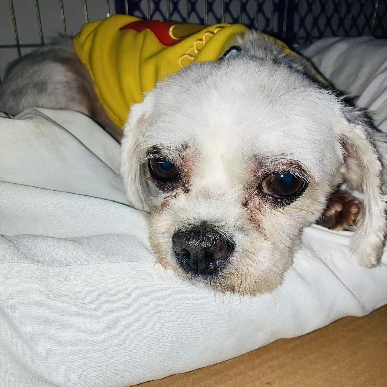 Enlarge Remy, a Adoptable mixed breed in Van Nuys, CA image 3/4