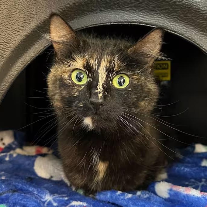 Princess (IN TRIAL ADOPTION), adopted, Adult Female Domestic Medium Hair.