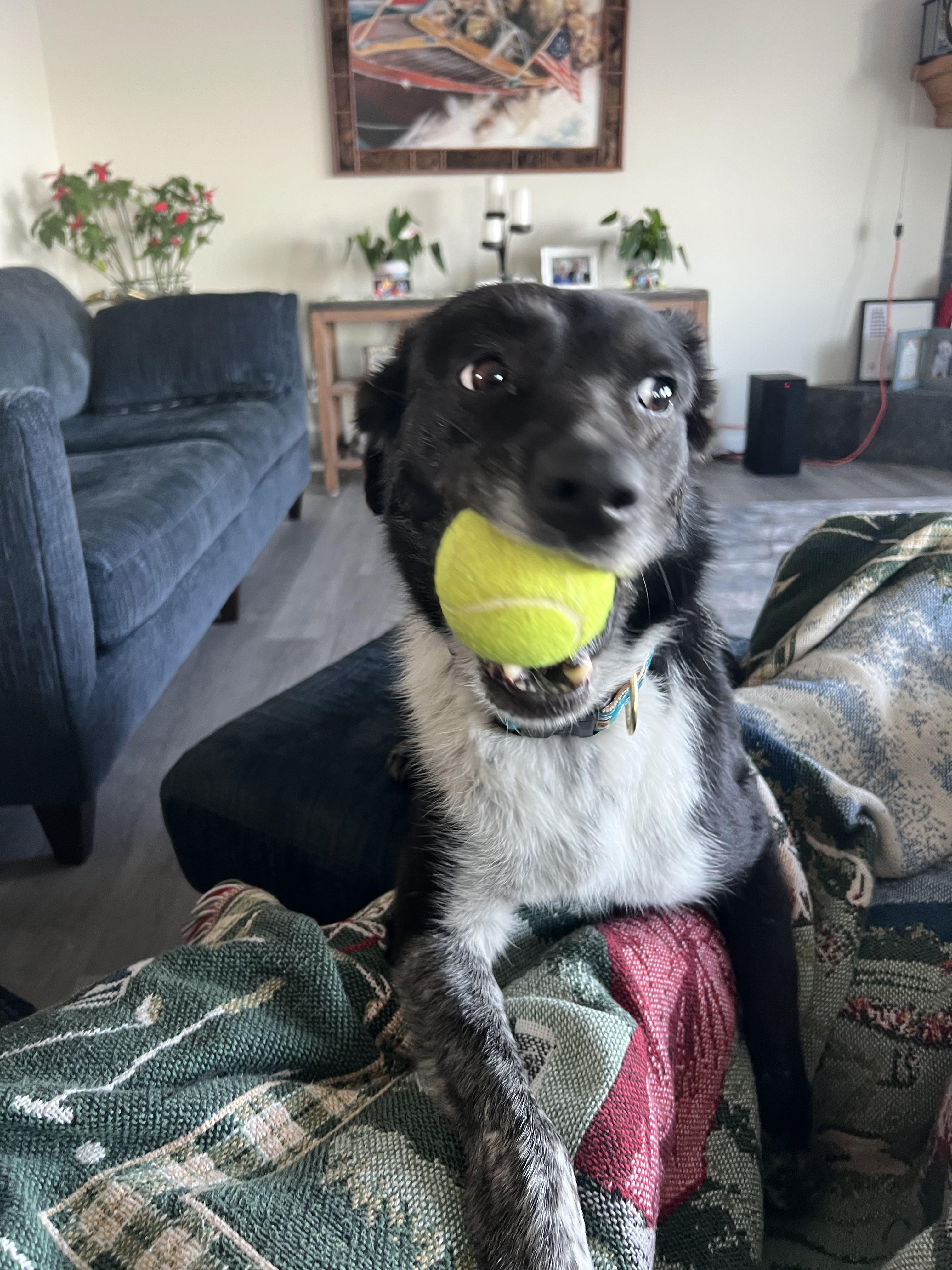 Enlarge OPAL, a Adoptable mixed breed in Clarion, IA image 1/6