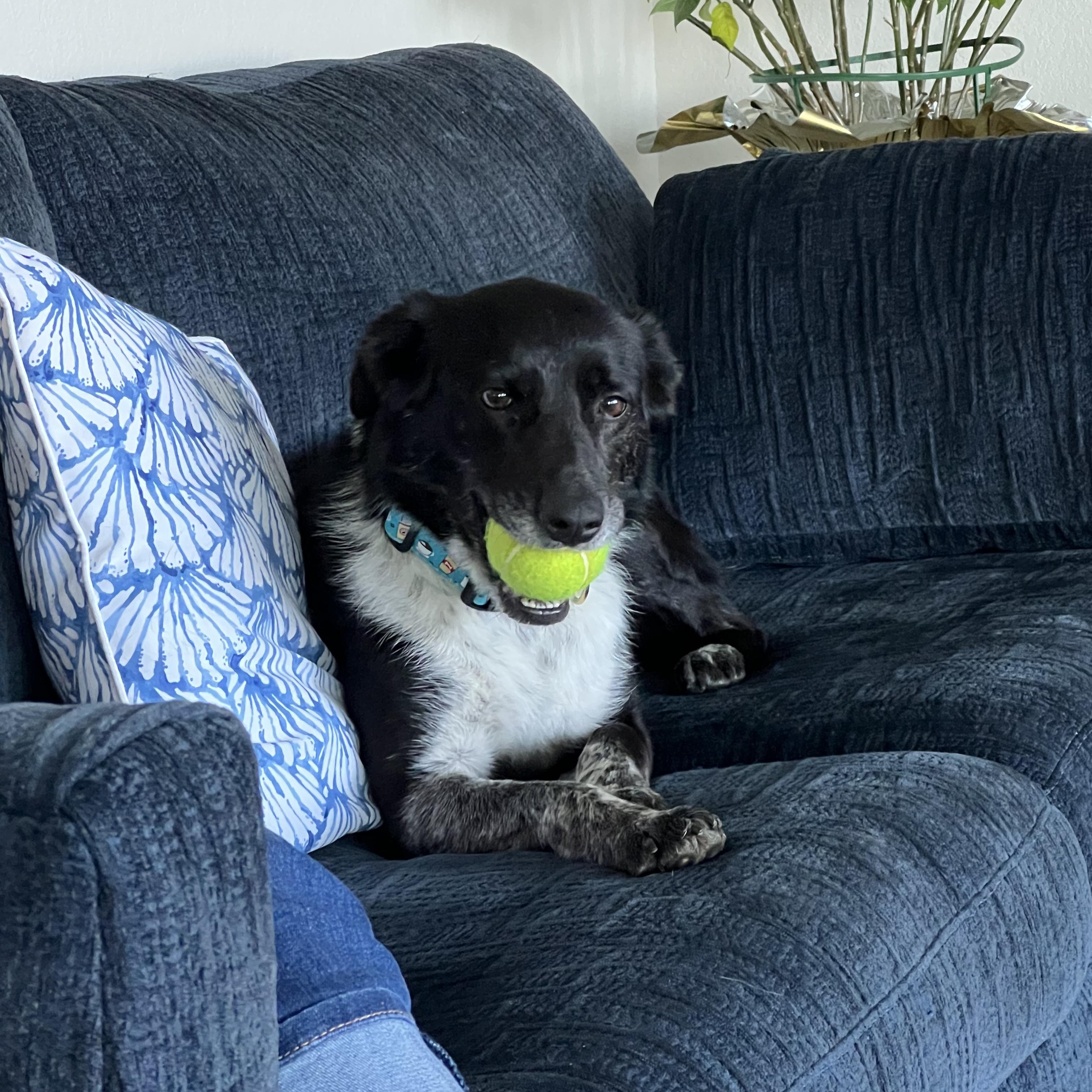 Enlarge OPAL, a Adoptable mixed breed in Clarion, IA image 5/6