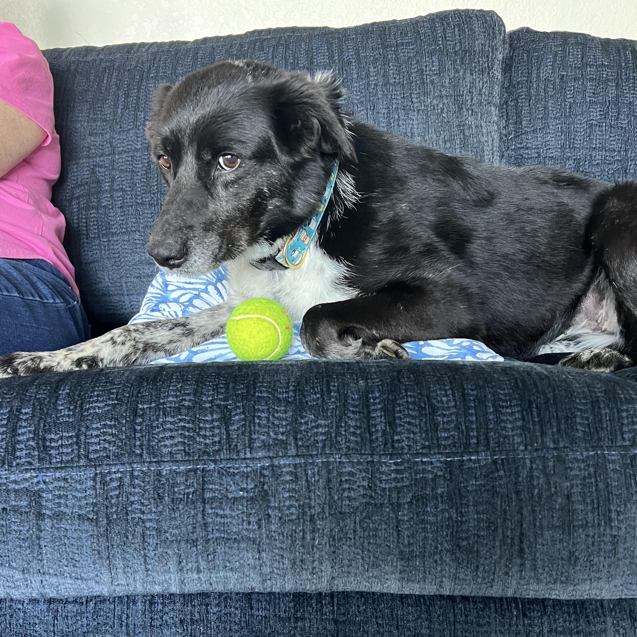 Enlarge OPAL, a Adoptable mixed breed in Clarion, IA image 4/6