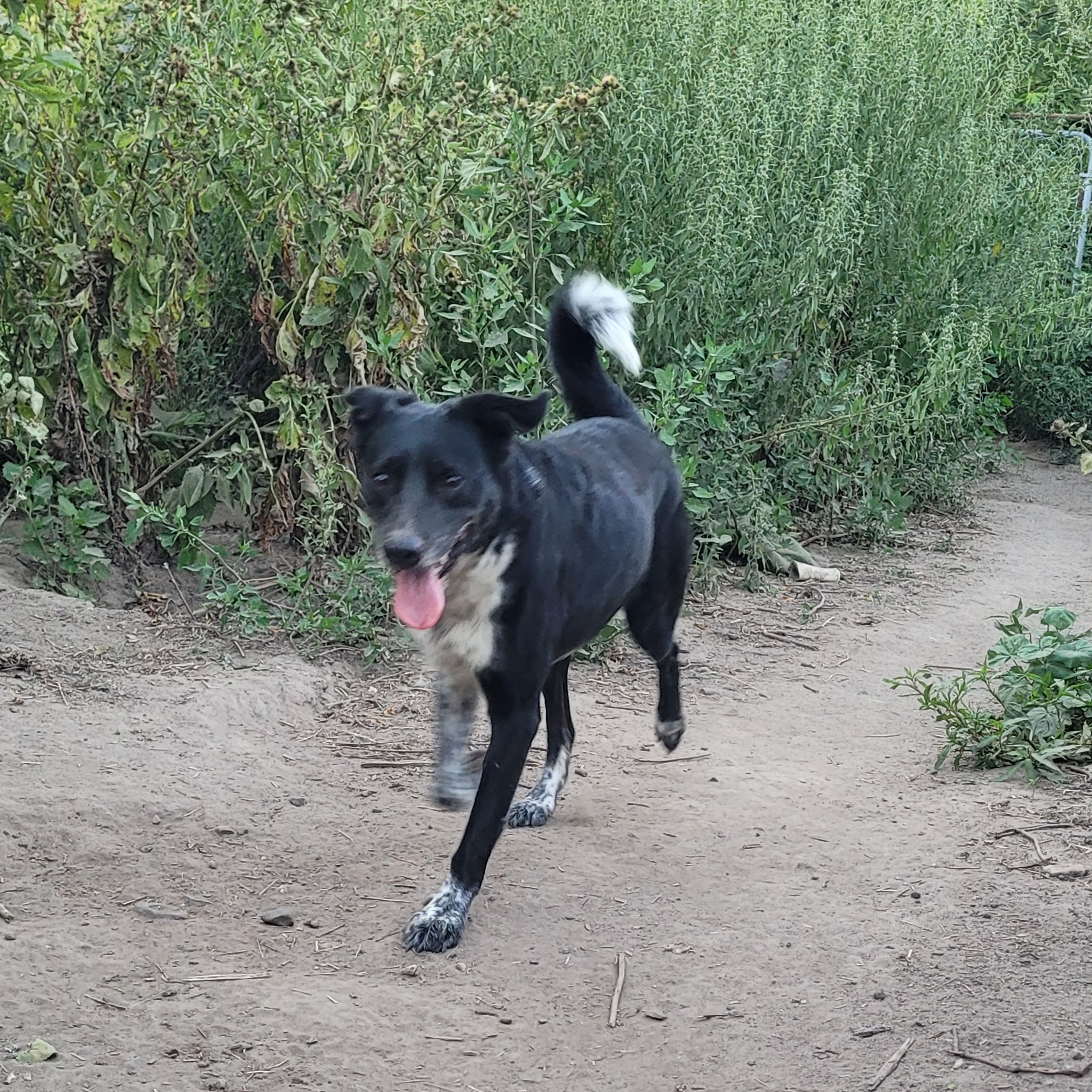 Enlarge OPAL, a Adoptable mixed breed in Clarion, IA image 2/6