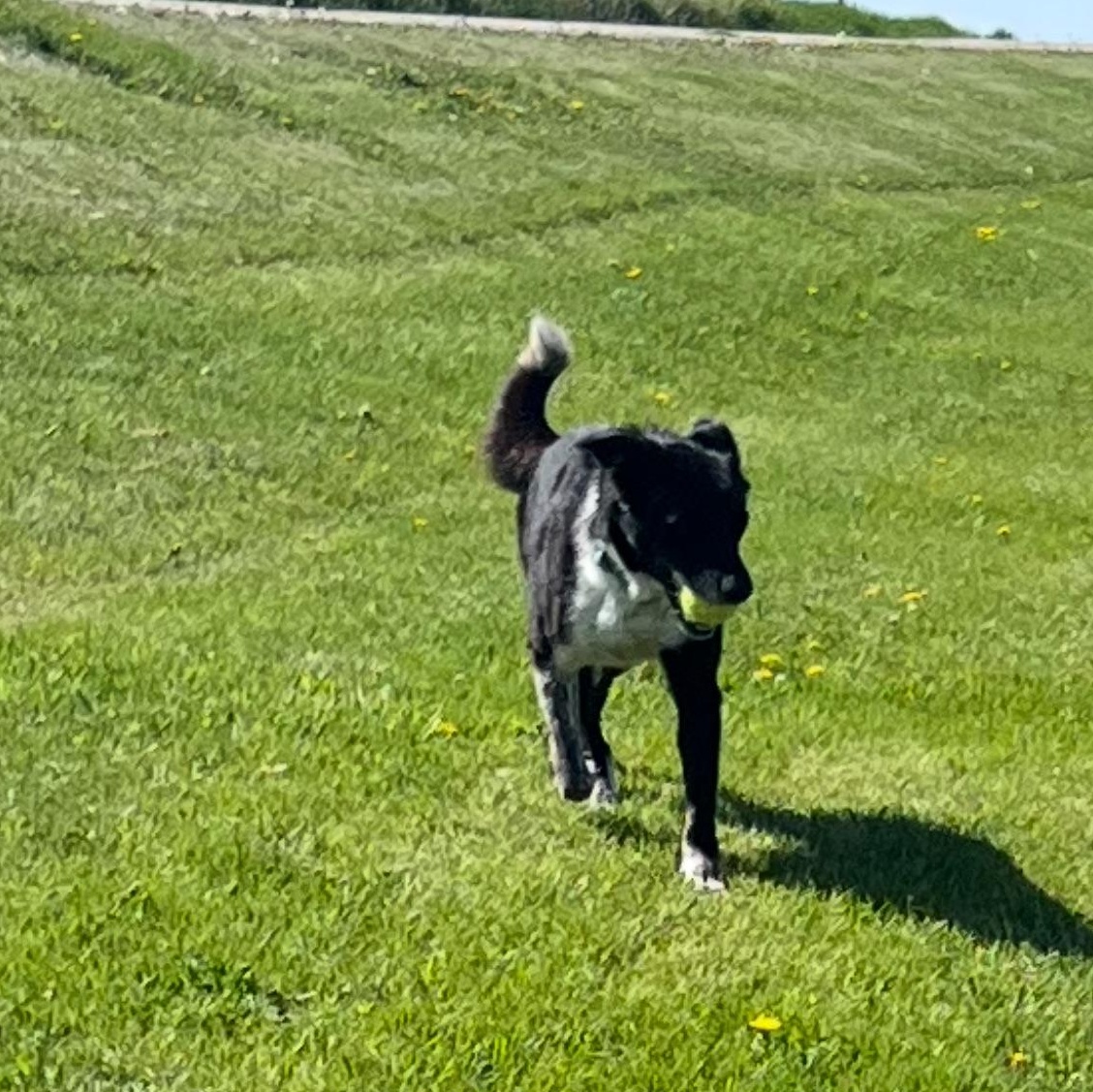 Enlarge OPAL, a Adoptable mixed breed in Clarion, IA image 3/6