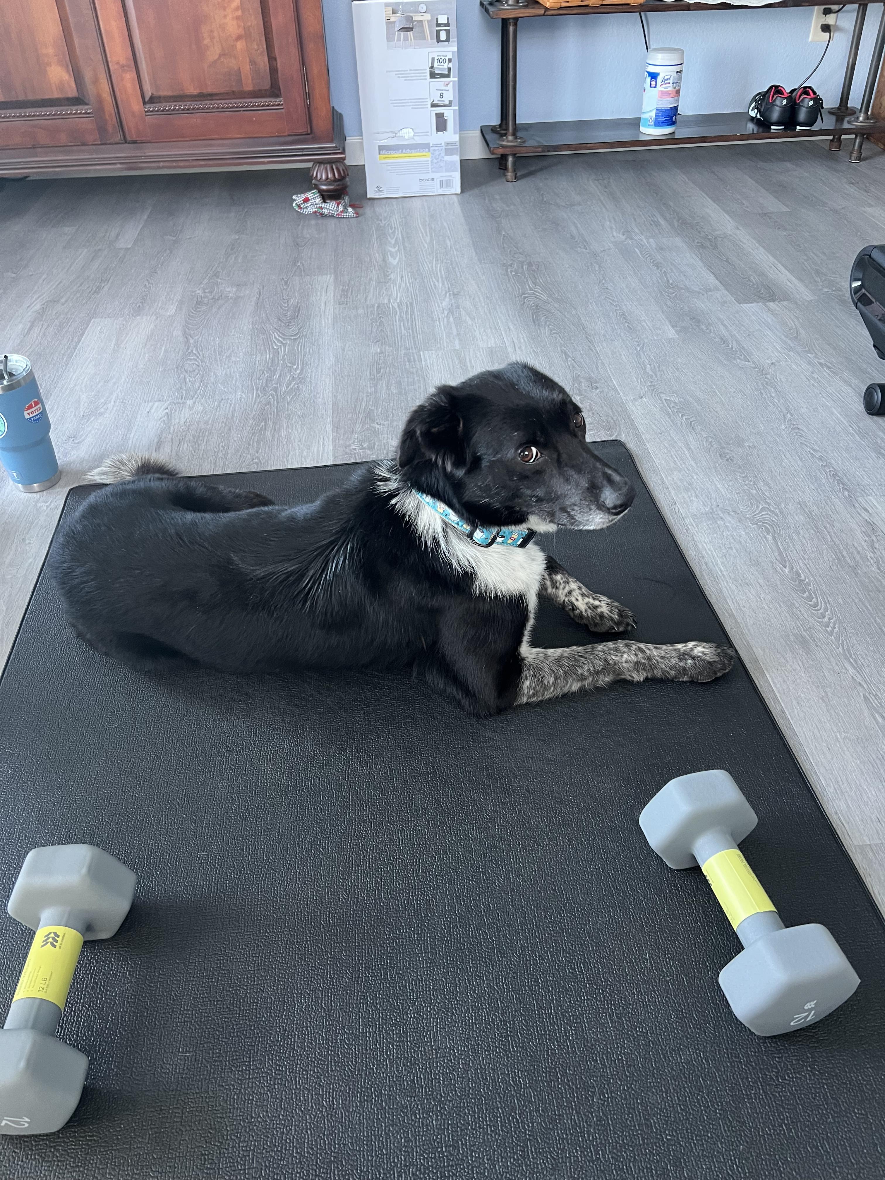 Enlarge OPAL, a Adoptable mixed breed in Clarion, IA image 6/6