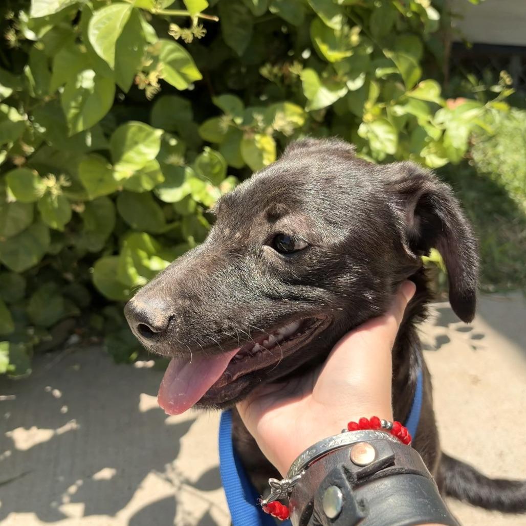 Aquata, Adoptable, Young Female Australian Cattle Dog / Blue Heeler & Mixed Breed.