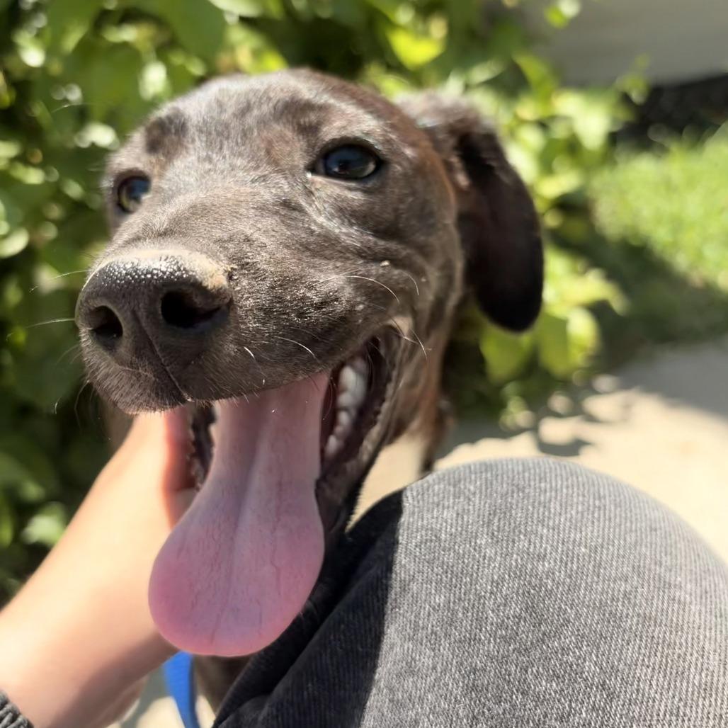 Aquata, a Adoptable mixed breed in Laredo, TX image 2/4