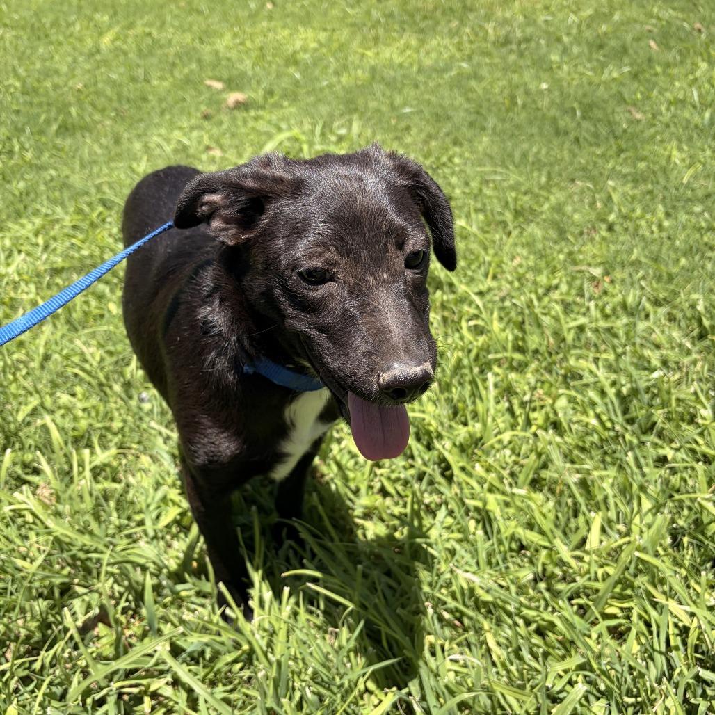 Aquata, a Adoptable mixed breed in Laredo, TX image 3/4