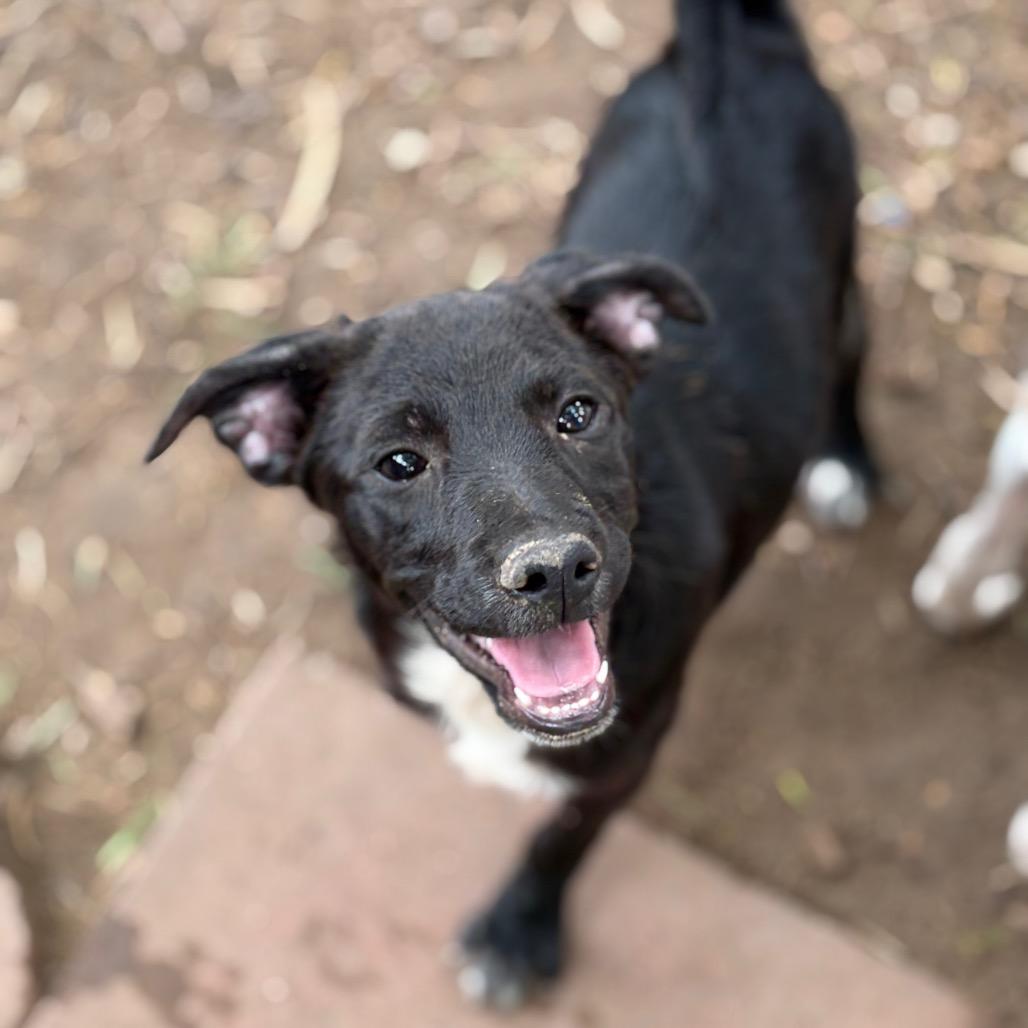 Aquata, a Adoptable mixed breed in Laredo, TX image 4/4