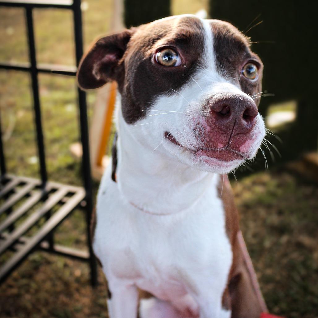Morticia, Adoptable, Young Female Mixed Breed.