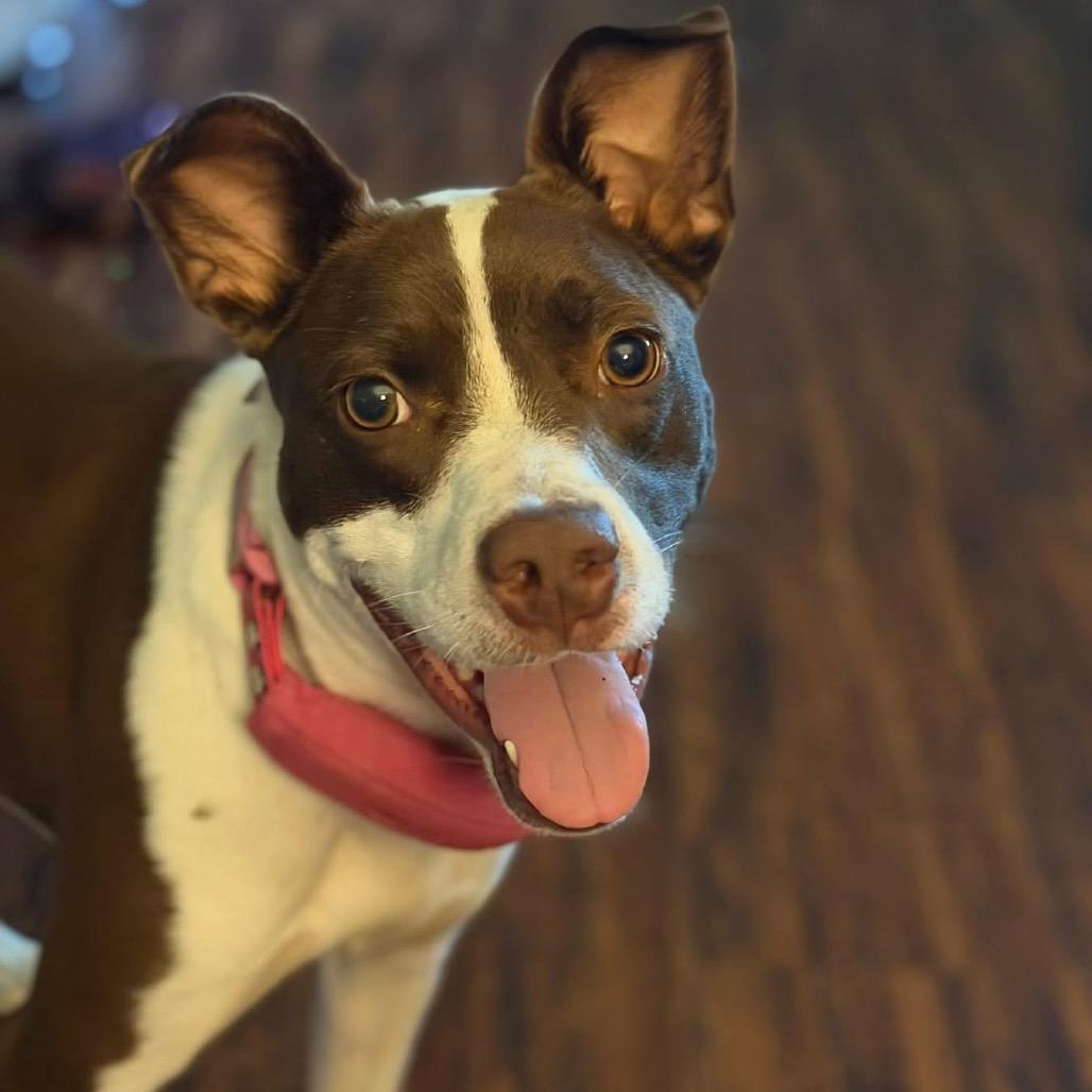 Enlarge Morticia, a Adoptable Mixed Breed in Lake Jackson, TX image 2/4