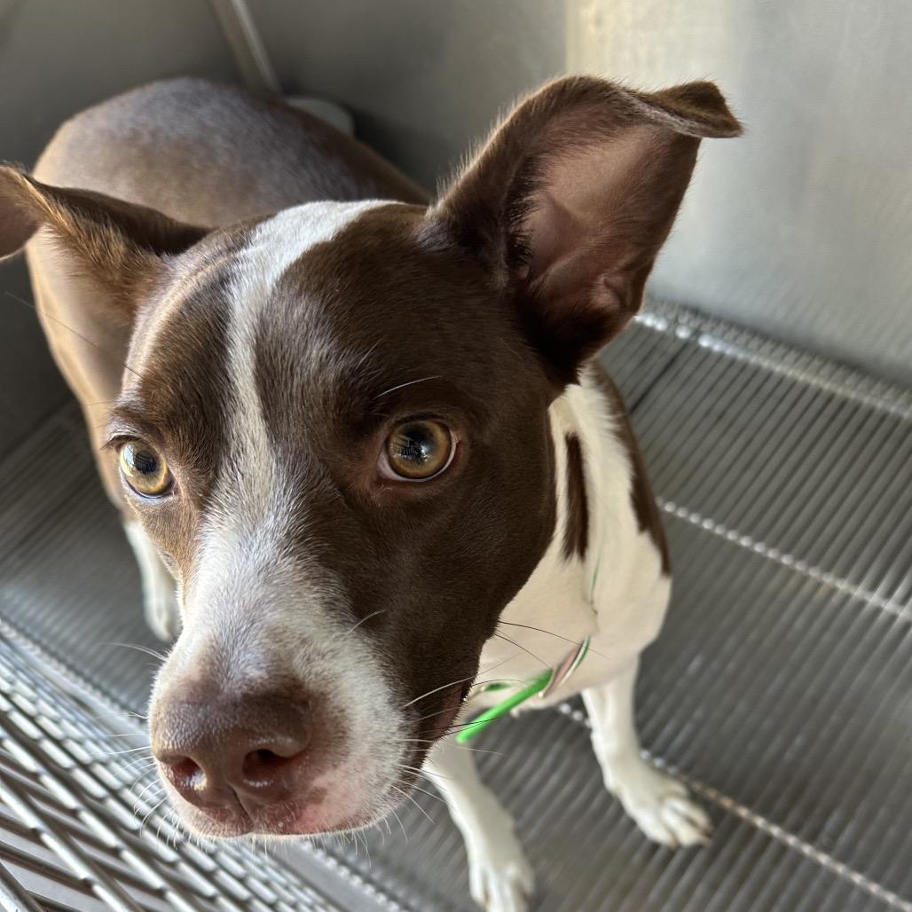 Enlarge Morticia, a Adoptable Mixed Breed in Lake Jackson, TX image 2/3