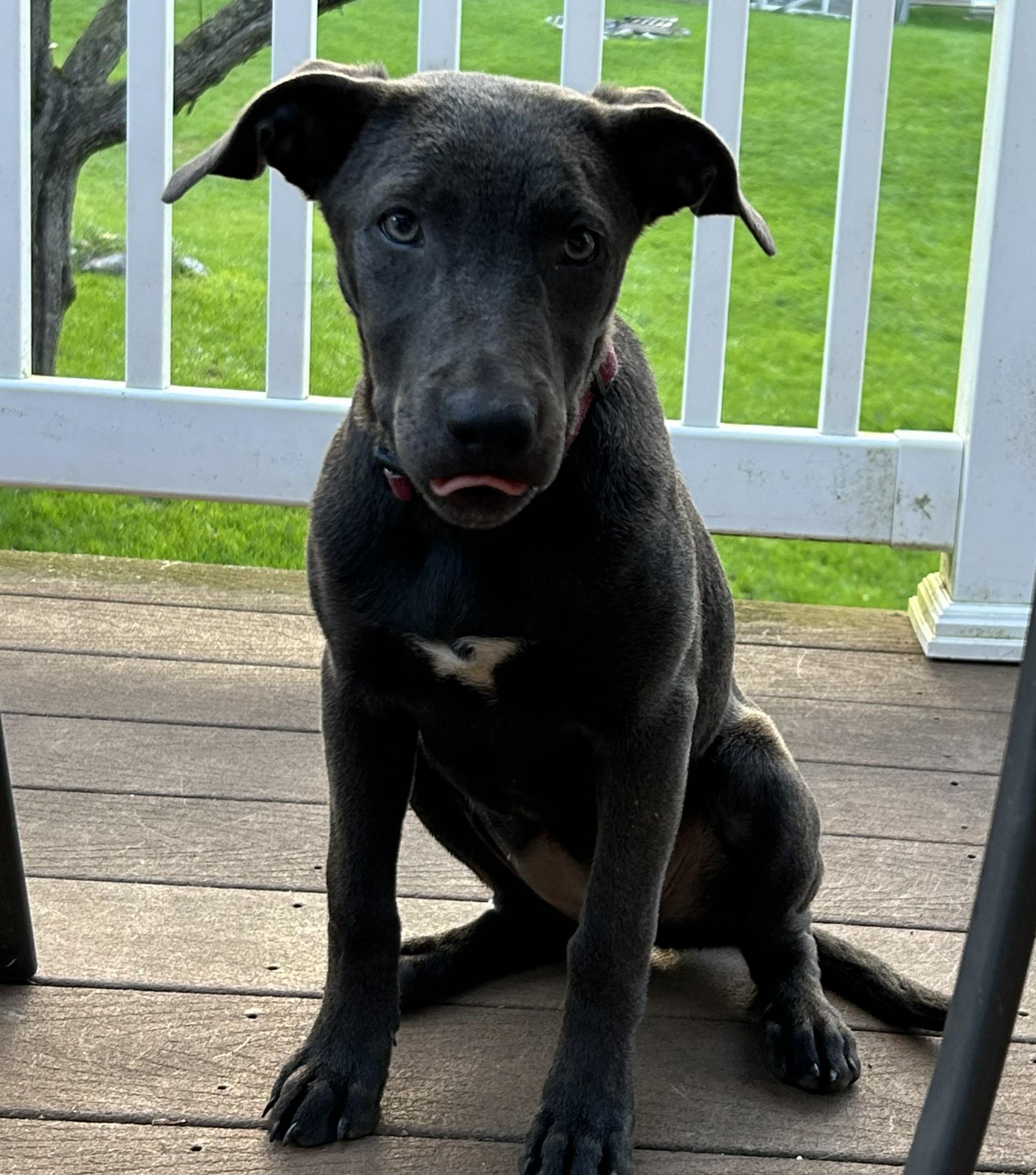 Dunn "Dee", Adoptable, Puppy Female Pit Bull Terrier & Labrador Retriever.