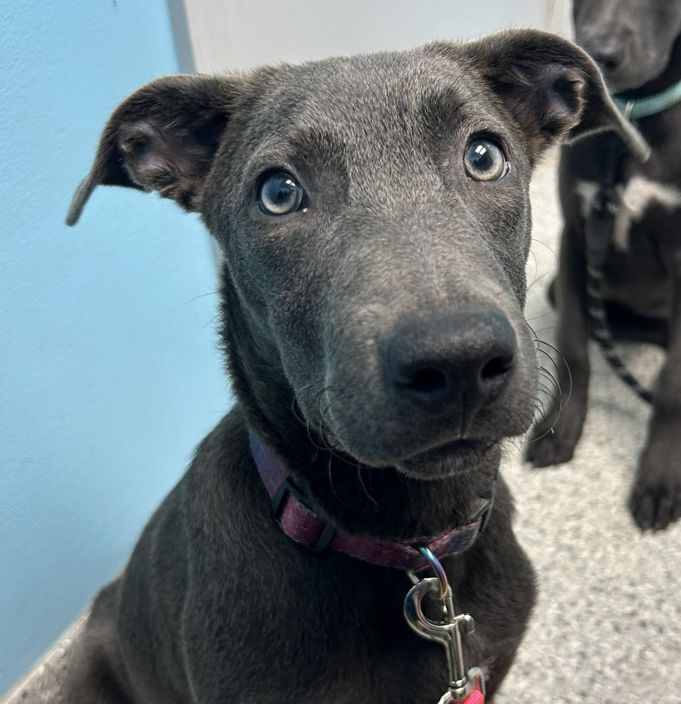 Enlarge Dunn "Dee", a Adoptable mixed breed in Troy, MI image 2/3