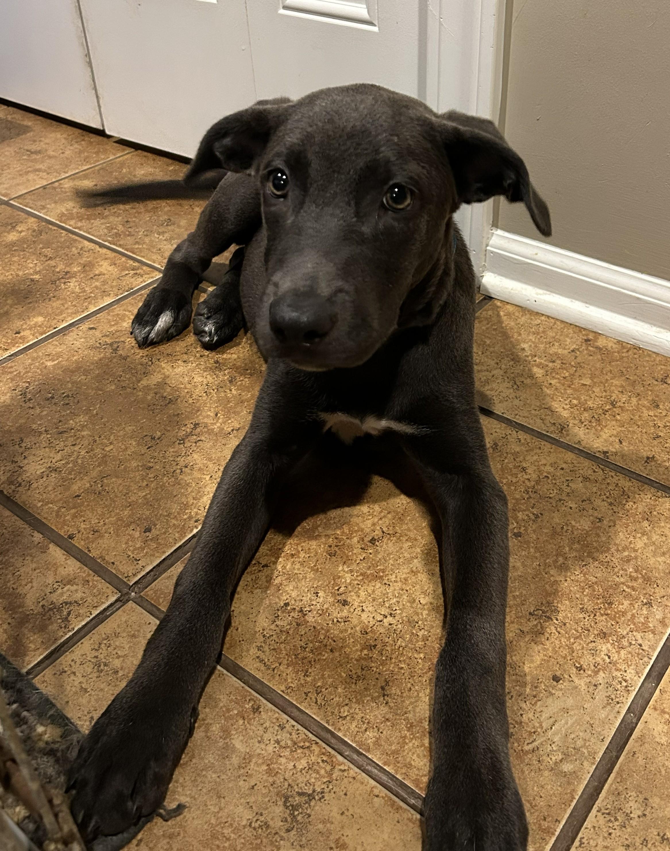 Enlarge Dunn "Dee", a Adoptable mixed breed in Troy, MI image 3/3