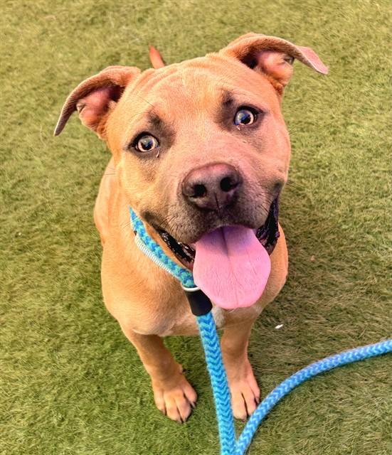 PUPPERS, Adoptable, Young Male Pit Bull Terrier.
