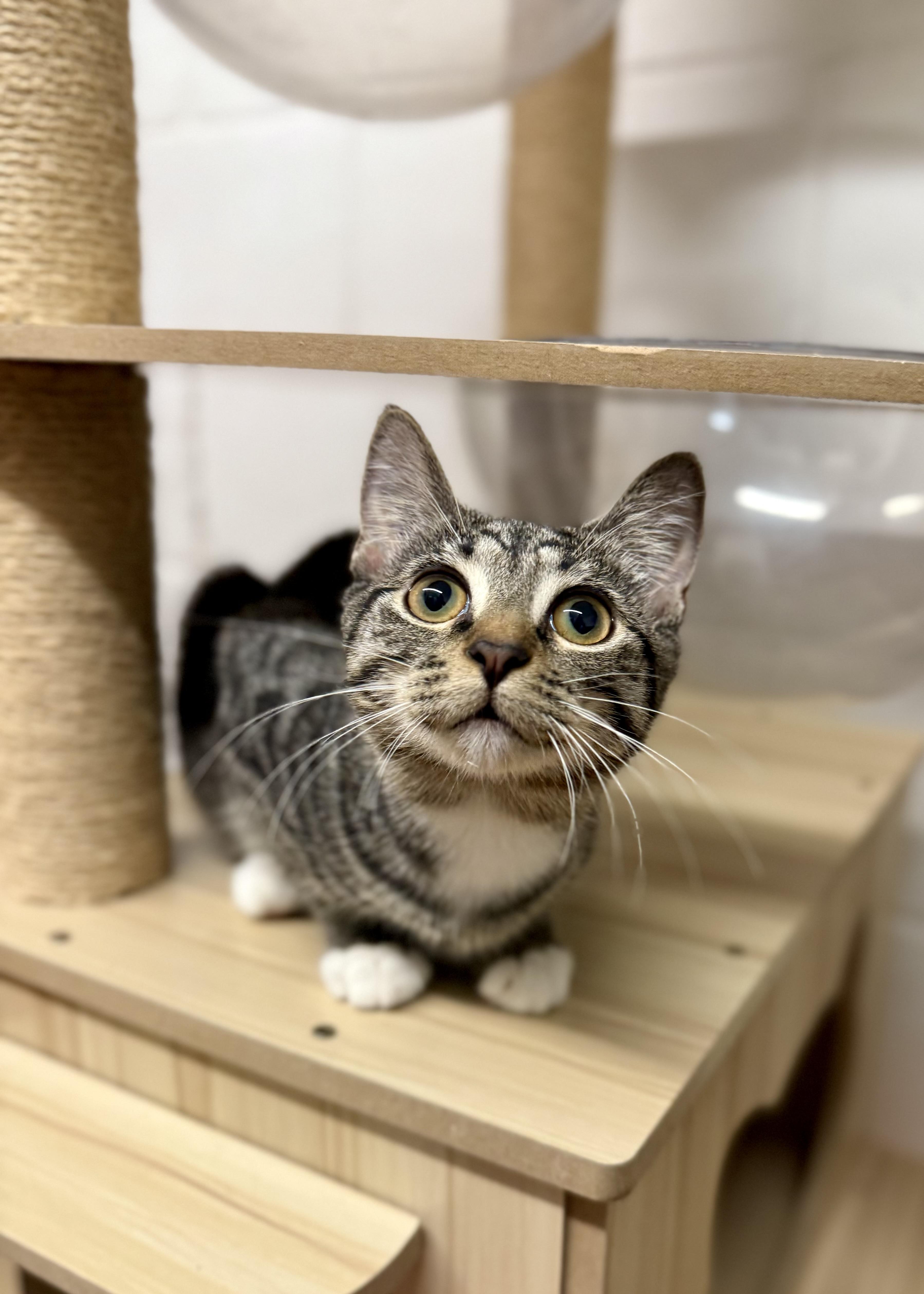 Rock, a Adopted Tabby in Uvalde, TX image 1/12