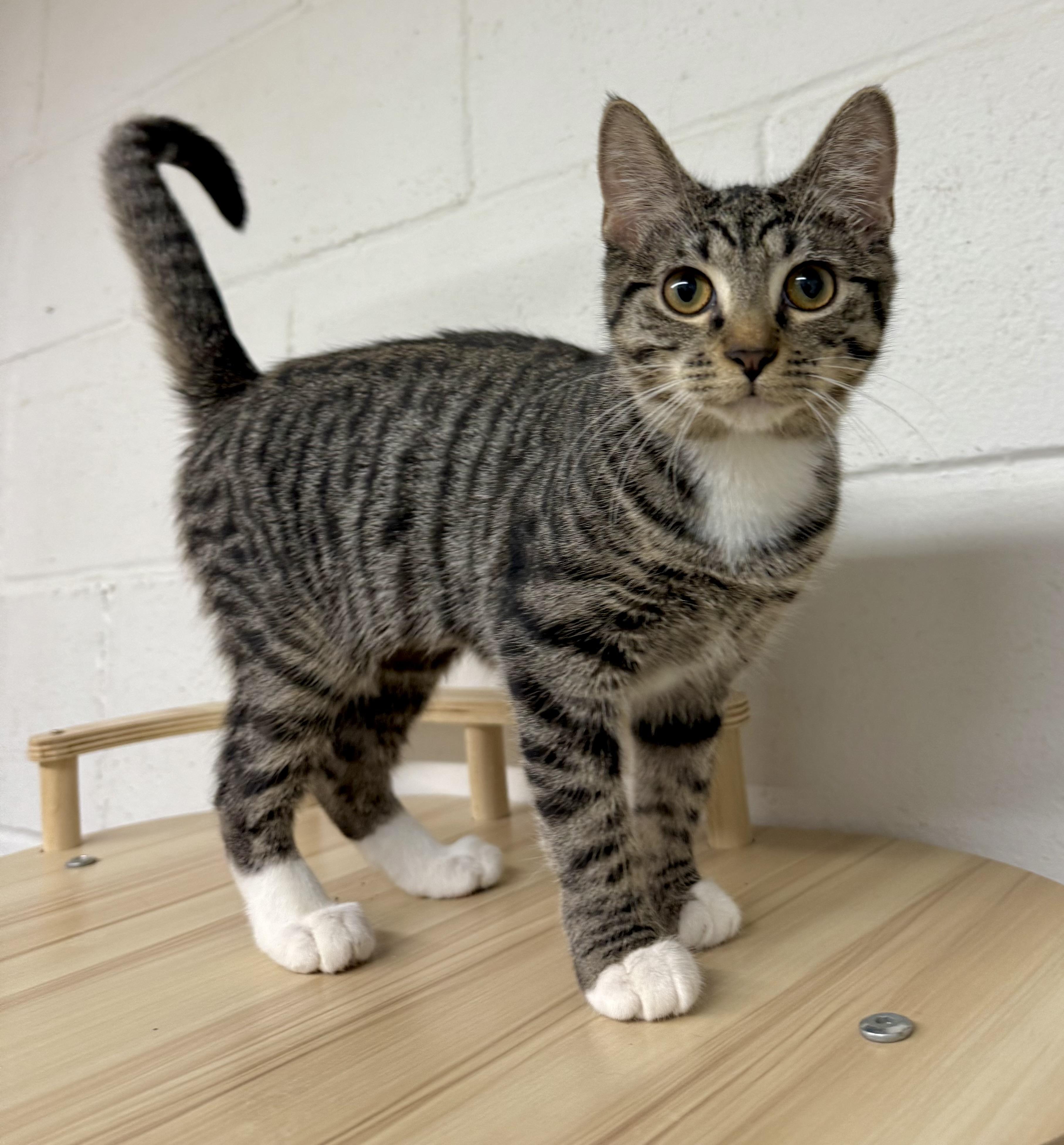 Rock, a Adopted Tabby in Uvalde, TX image 4/12