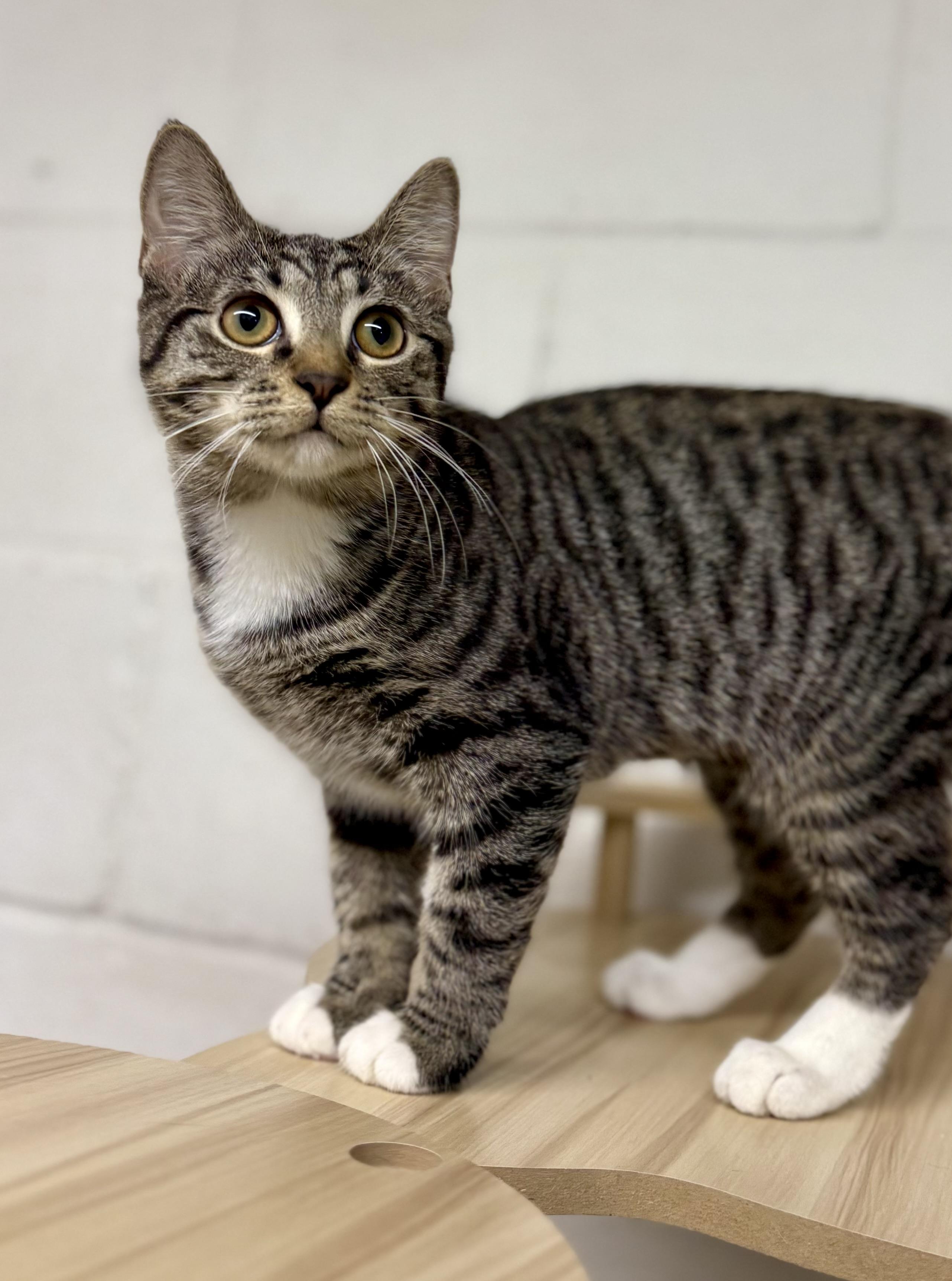 Enlarge Rock, a Adopted Tabby in Uvalde, TX image 7/12