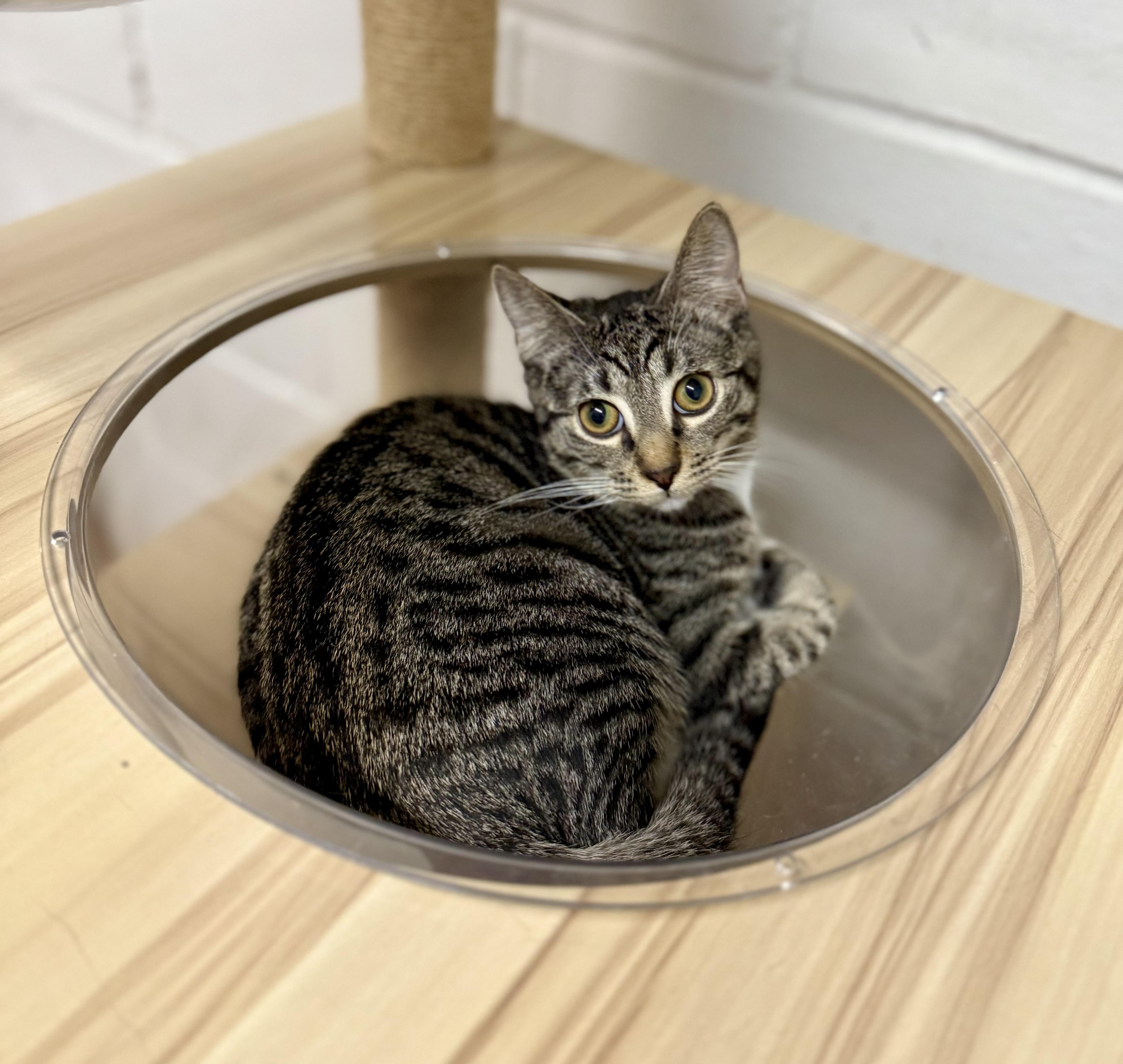 Enlarge Rock, a Adopted Tabby in Uvalde, TX image 8/12
