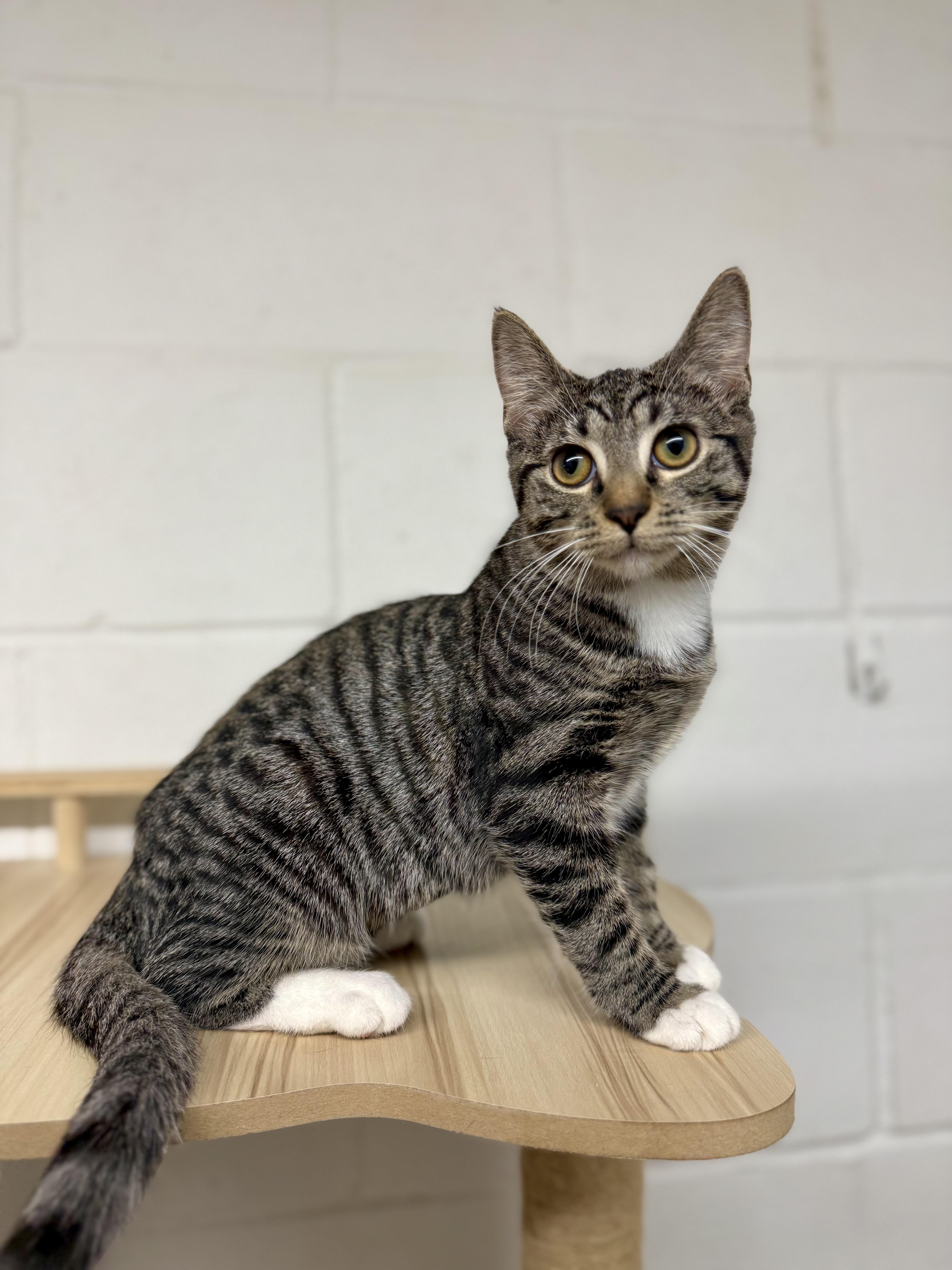 Enlarge Rock, a Adopted Tabby in Uvalde, TX image 10/12