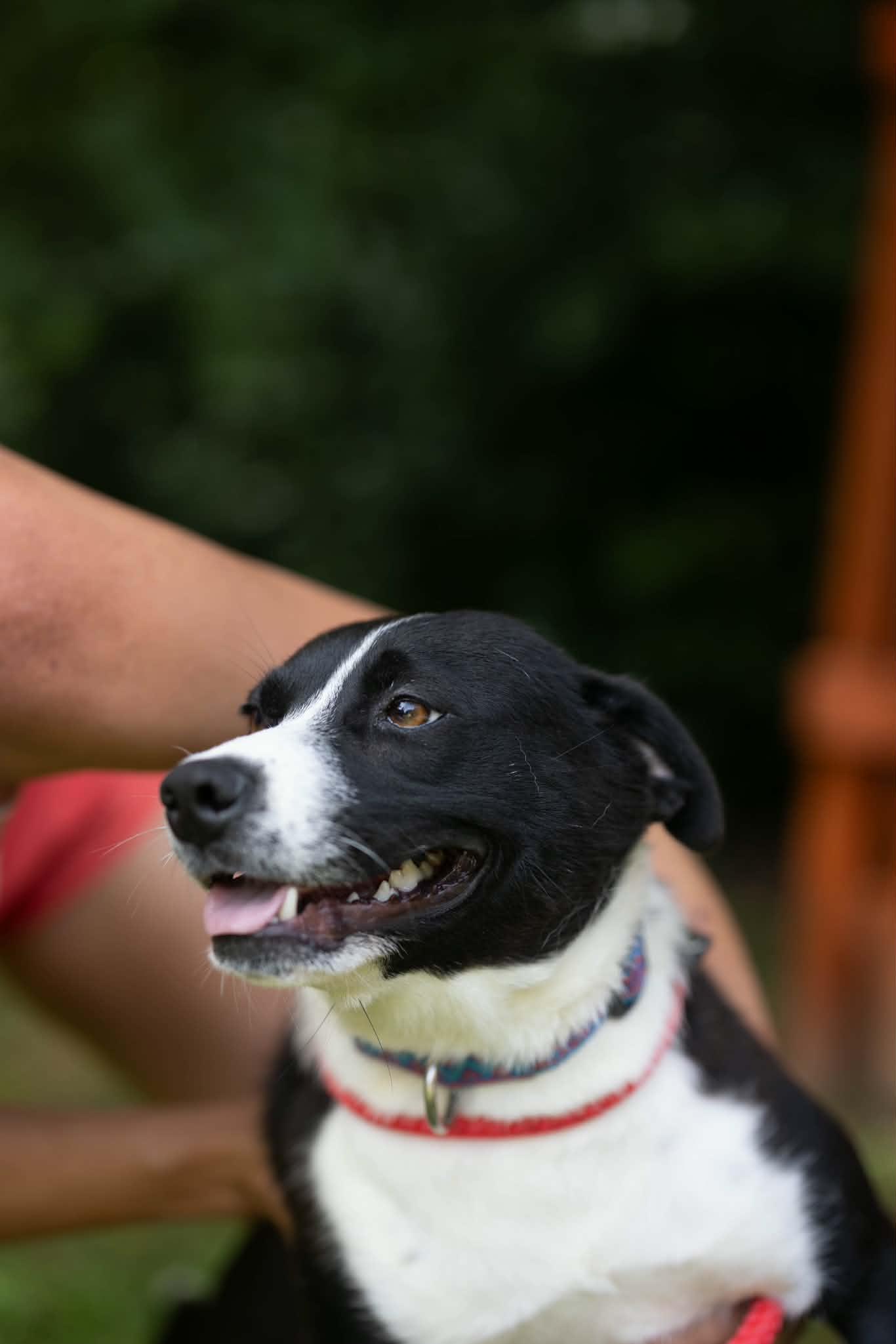 Enlarge Cher, a Adoptable Mixed Breed in Talbott, TN image 2/4