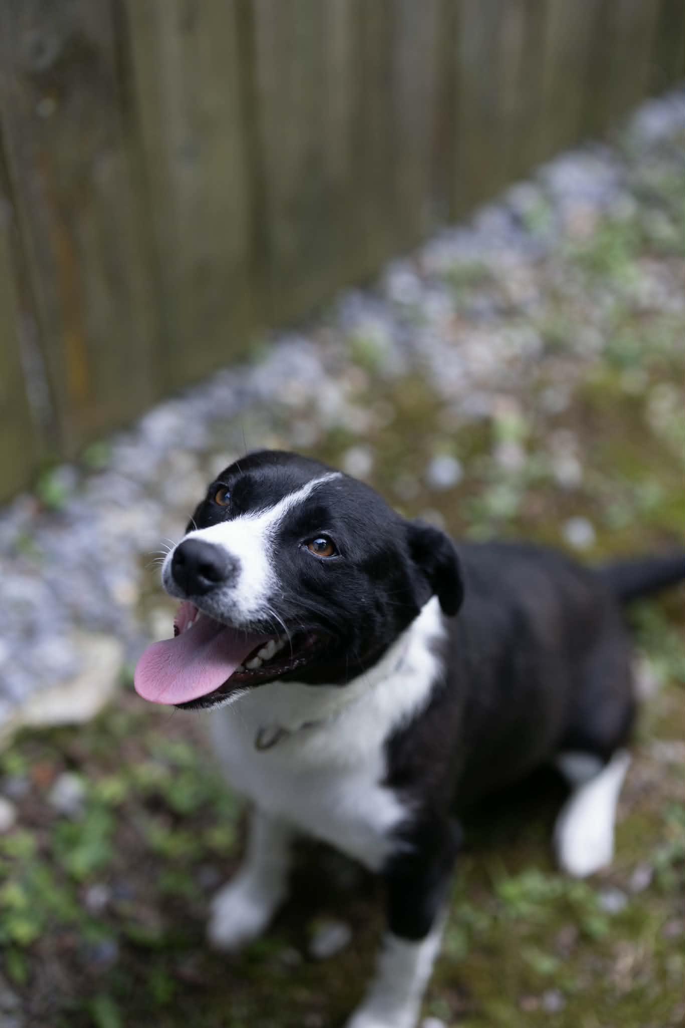 Enlarge Cher, a Adoptable Mixed Breed in Talbott, TN image 3/4